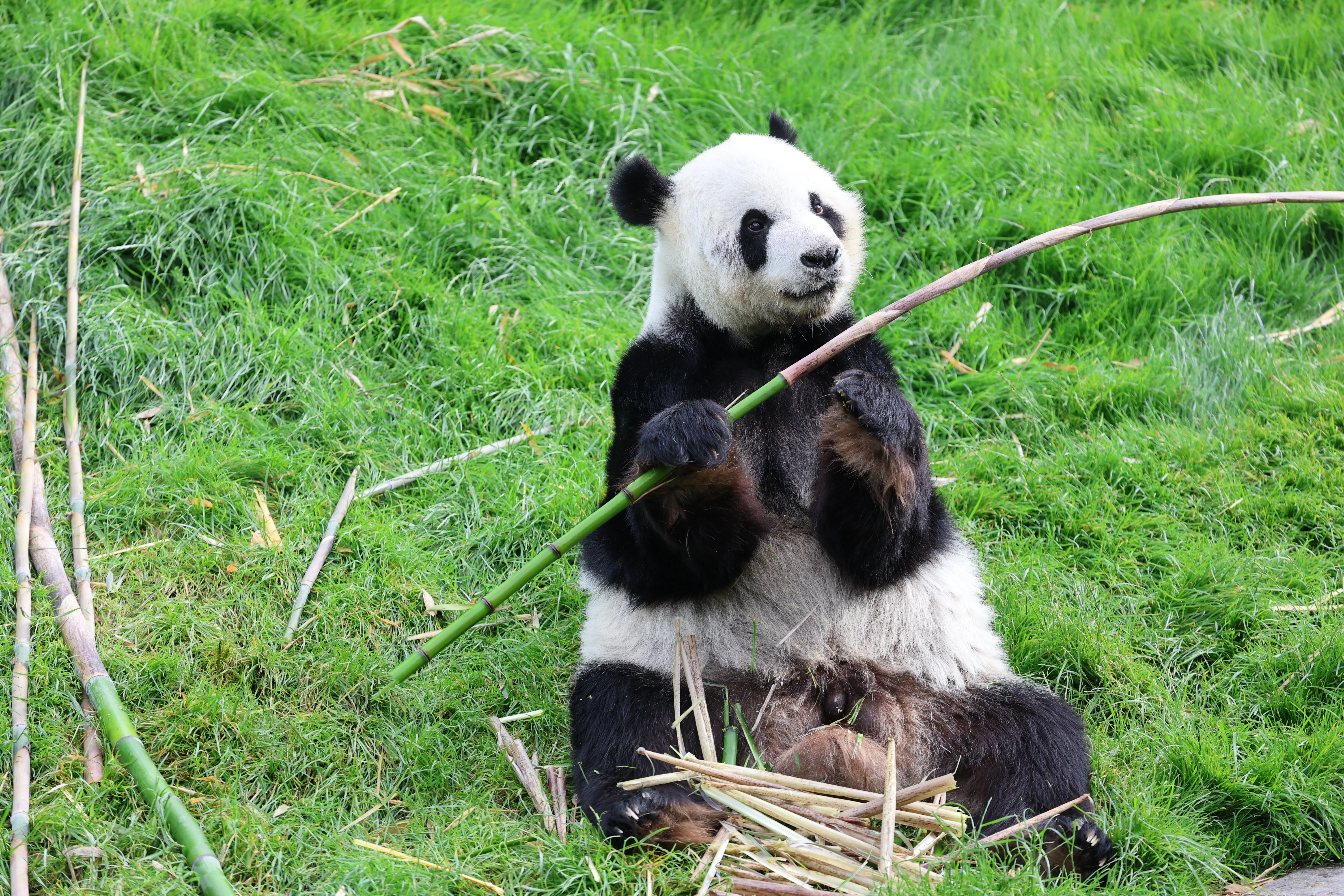 Pairi Daiza