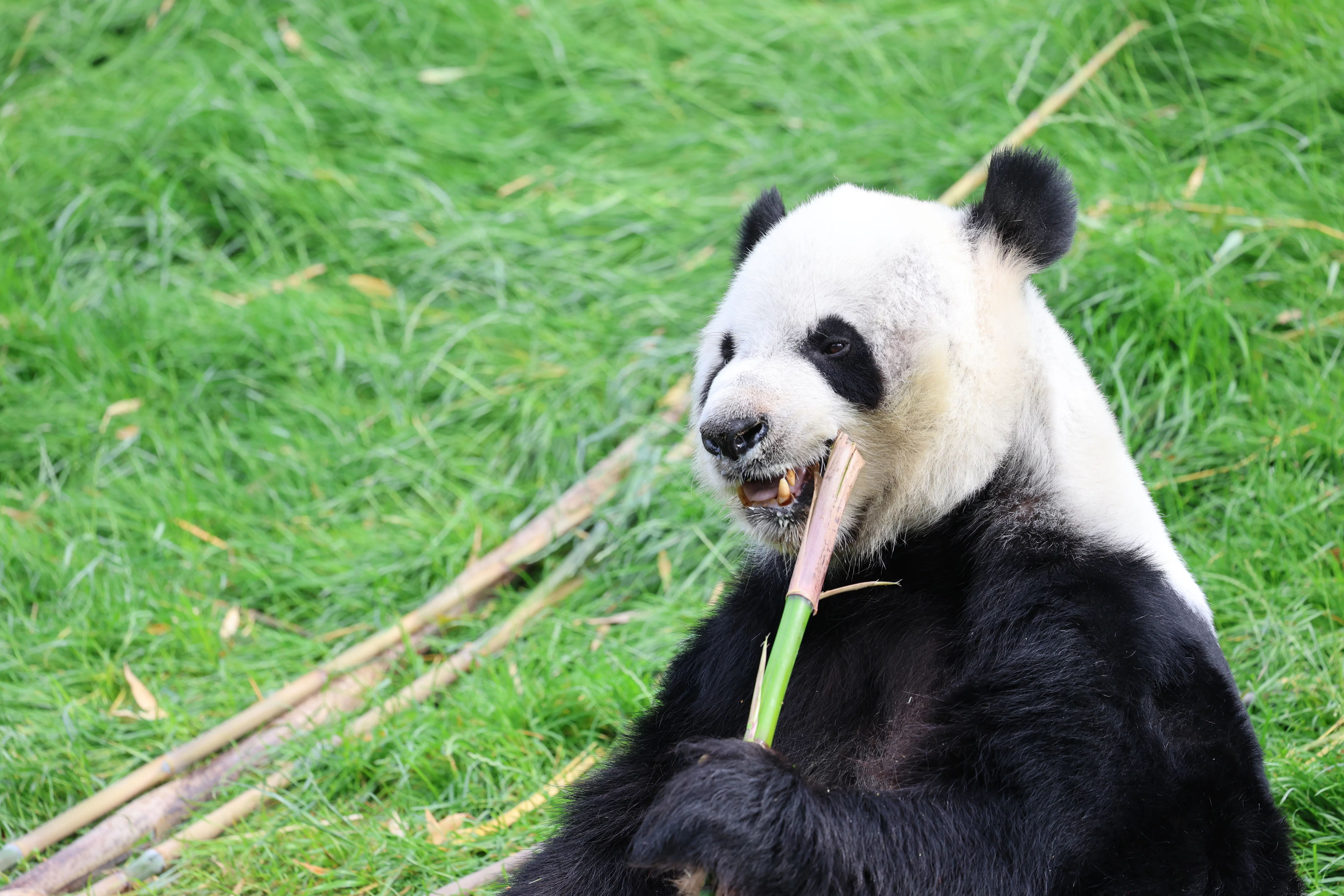 Pairi Daiza