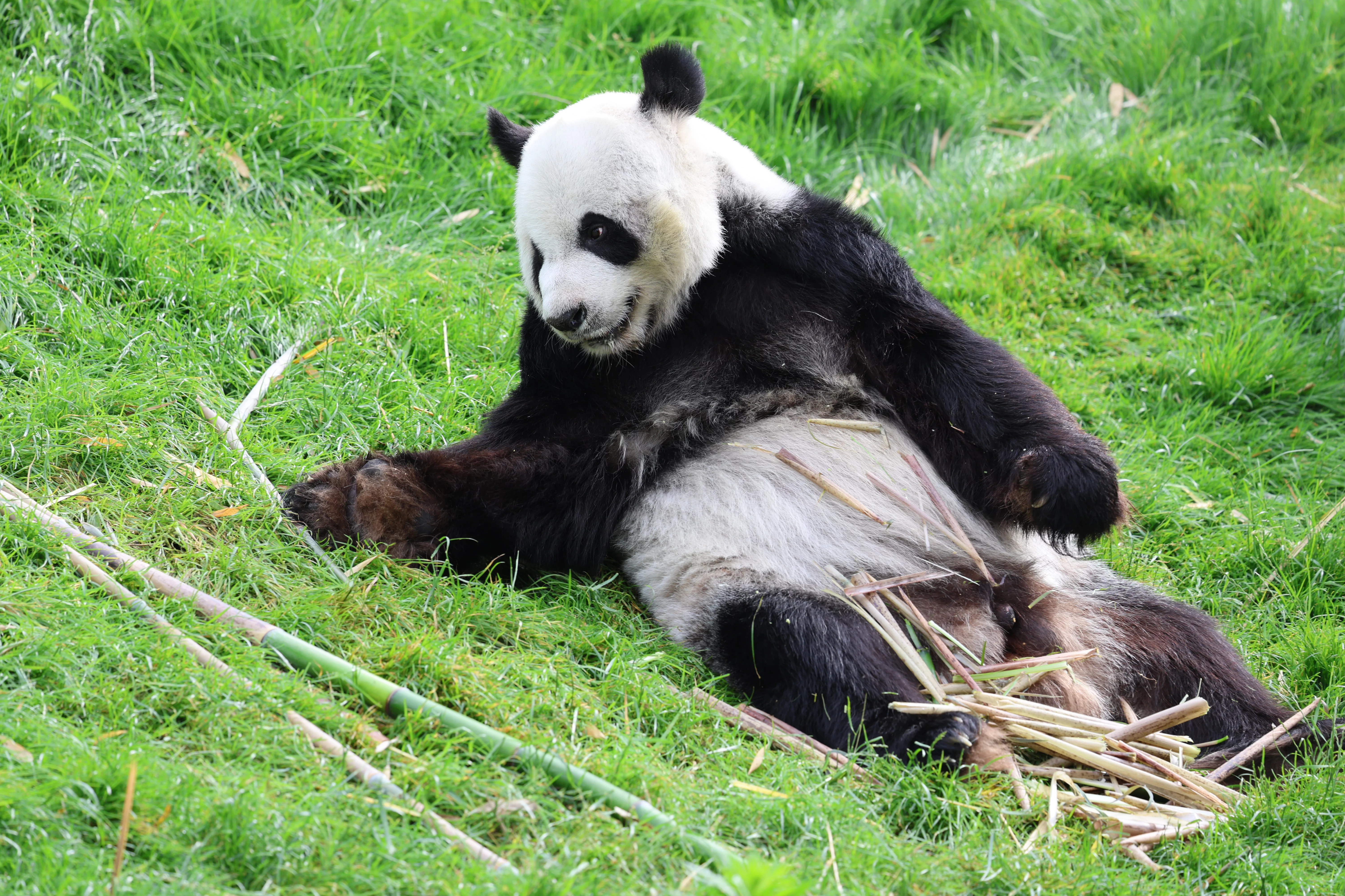Pairi Daiza
