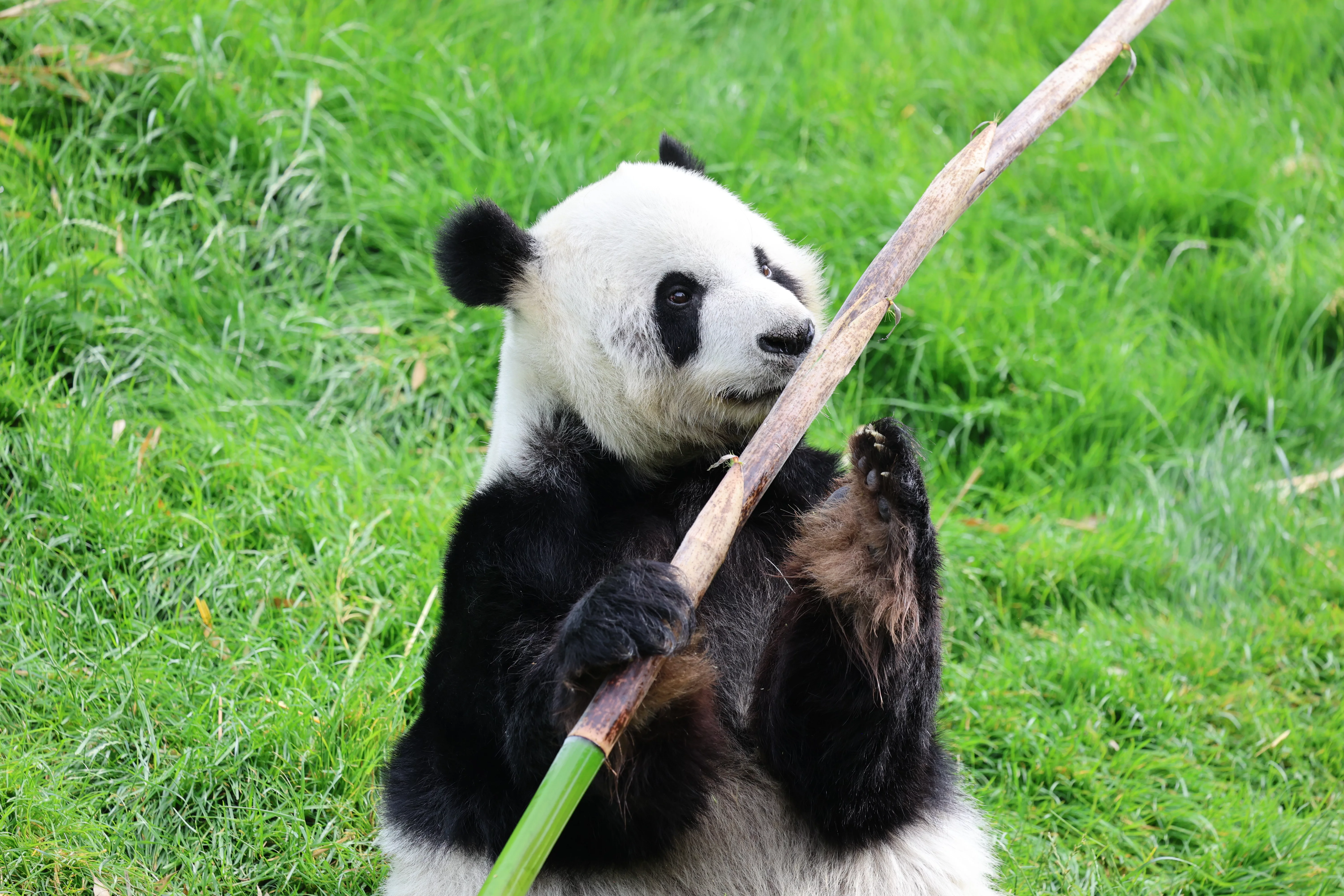 Pairi Daiza