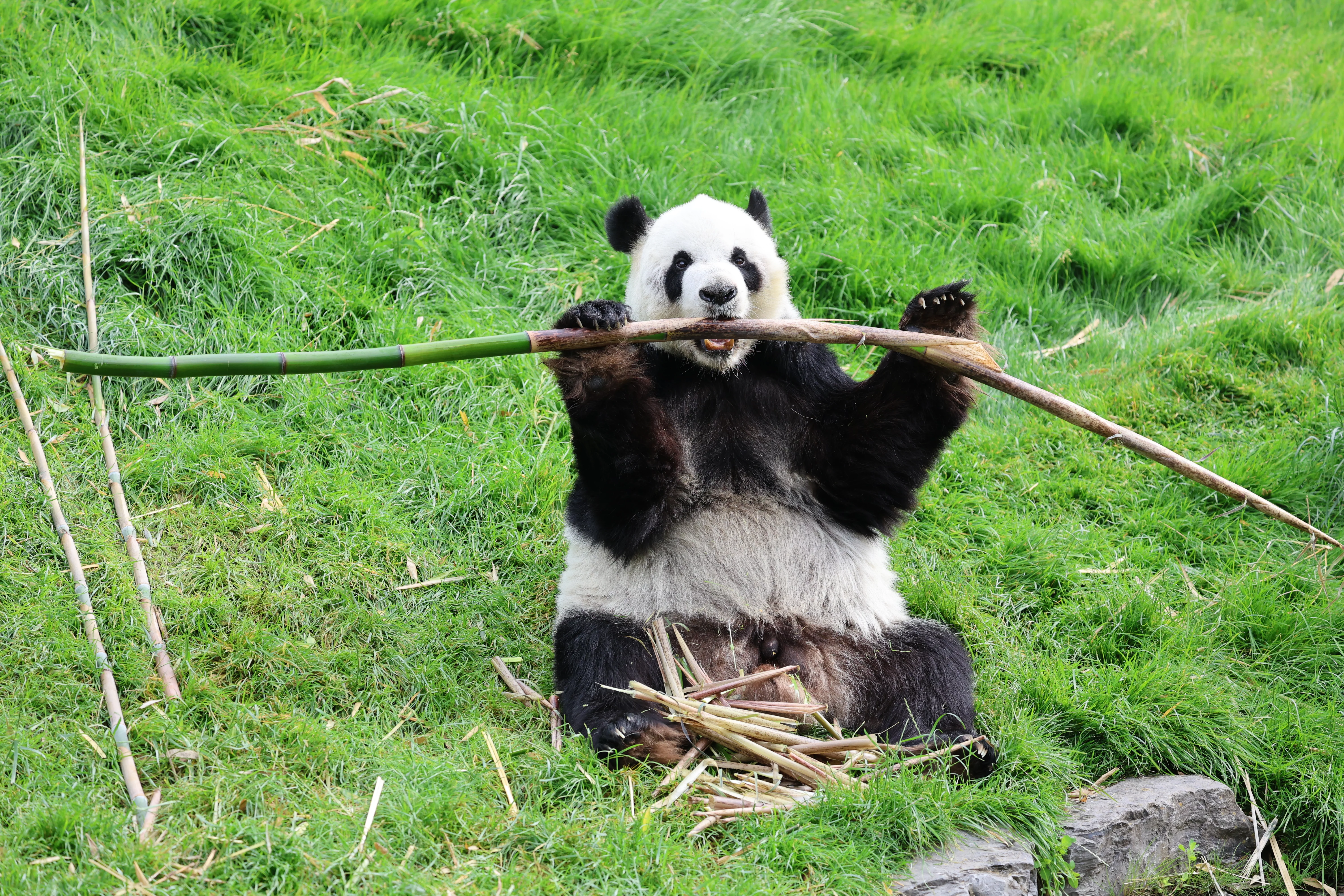 Pairi Daiza