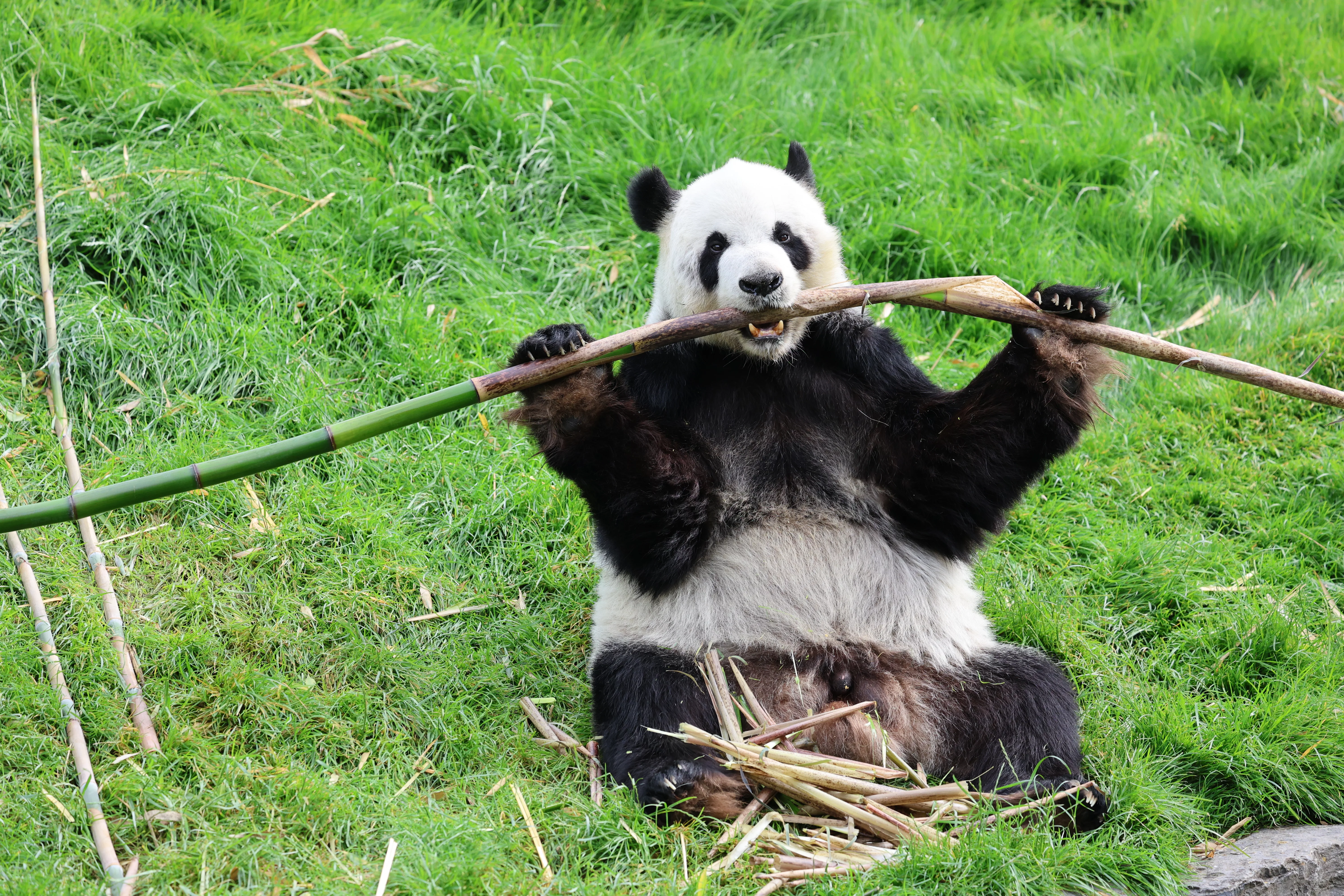 Pairi Daiza