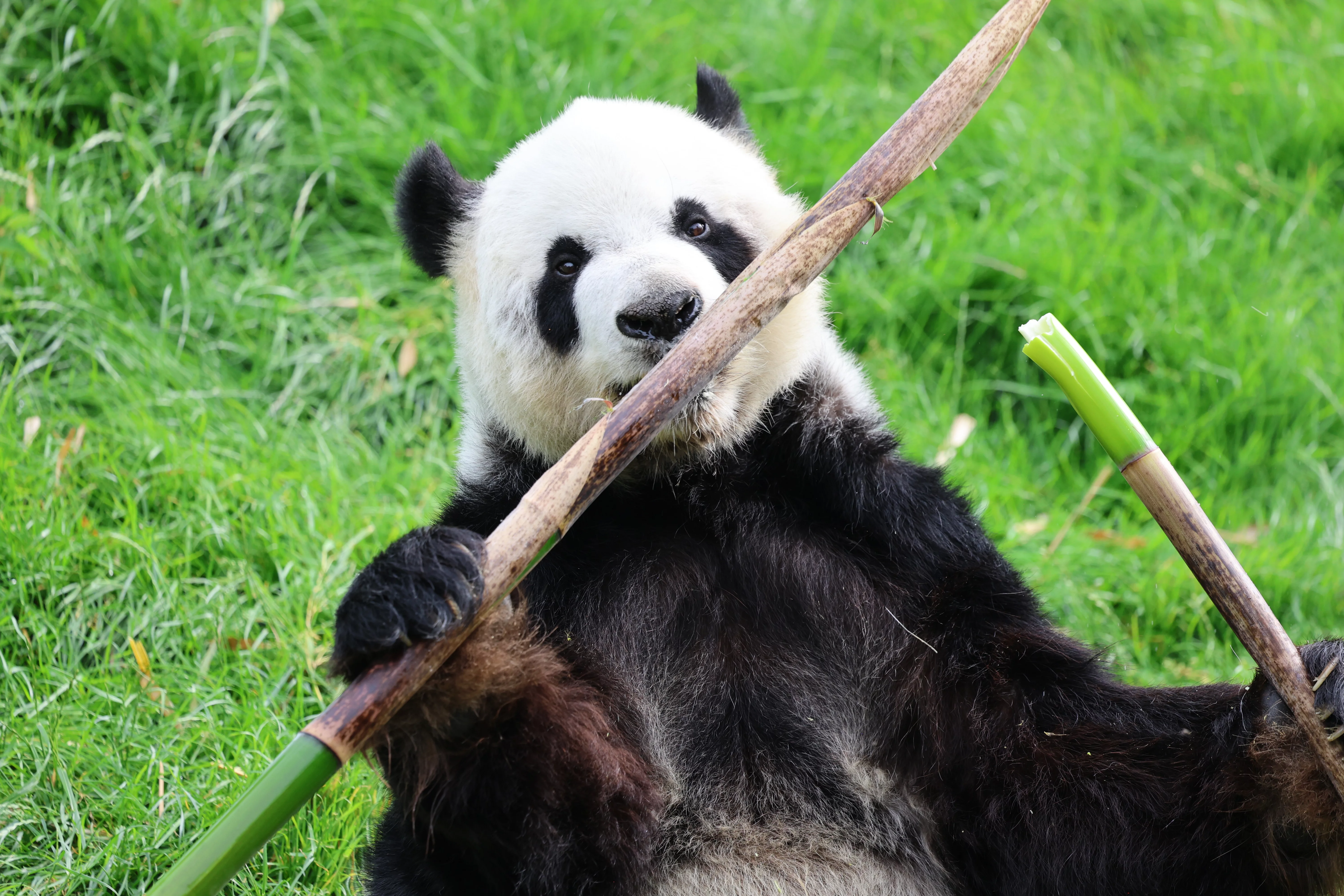 Pairi Daiza