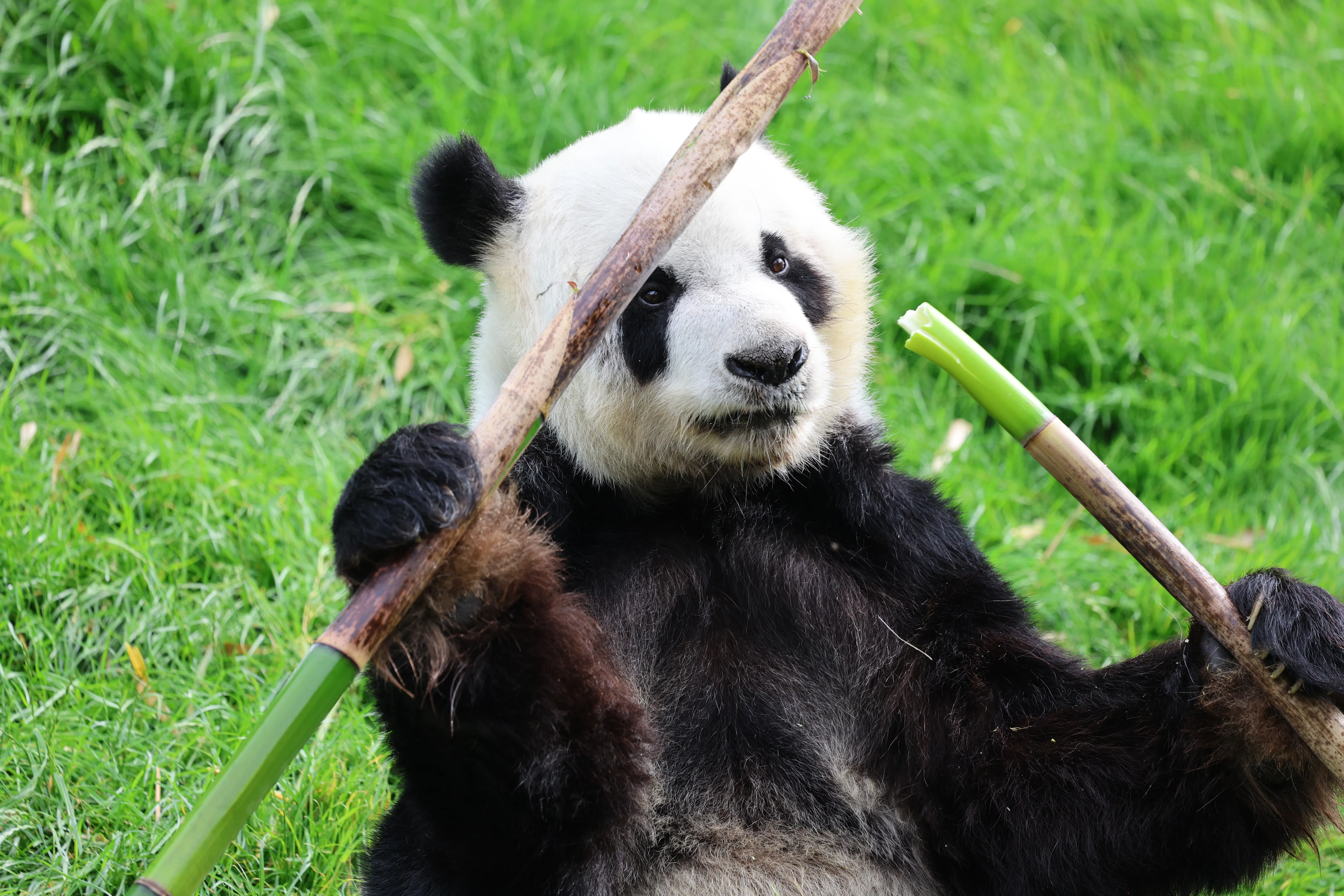 Pairi Daiza