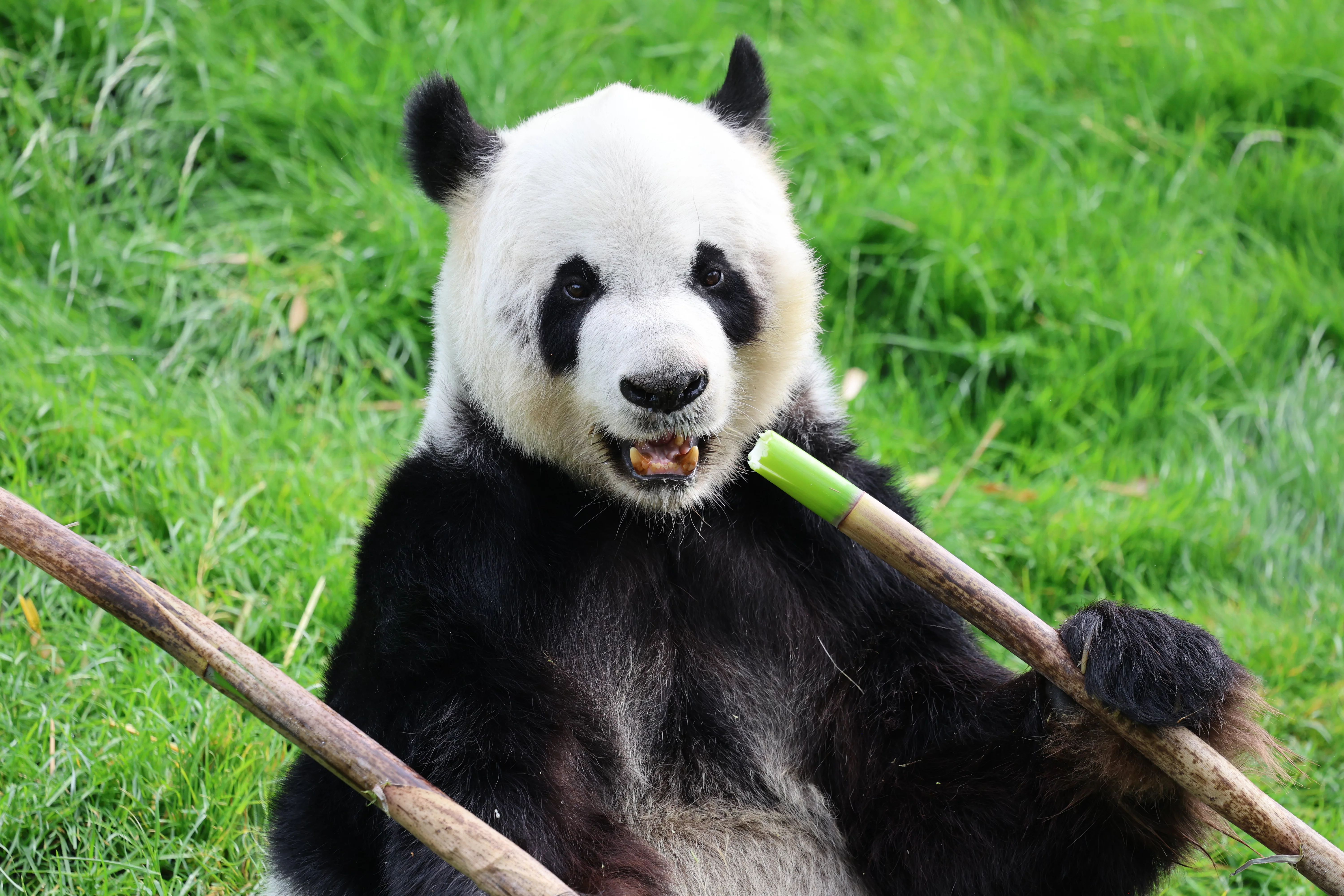 Pairi Daiza