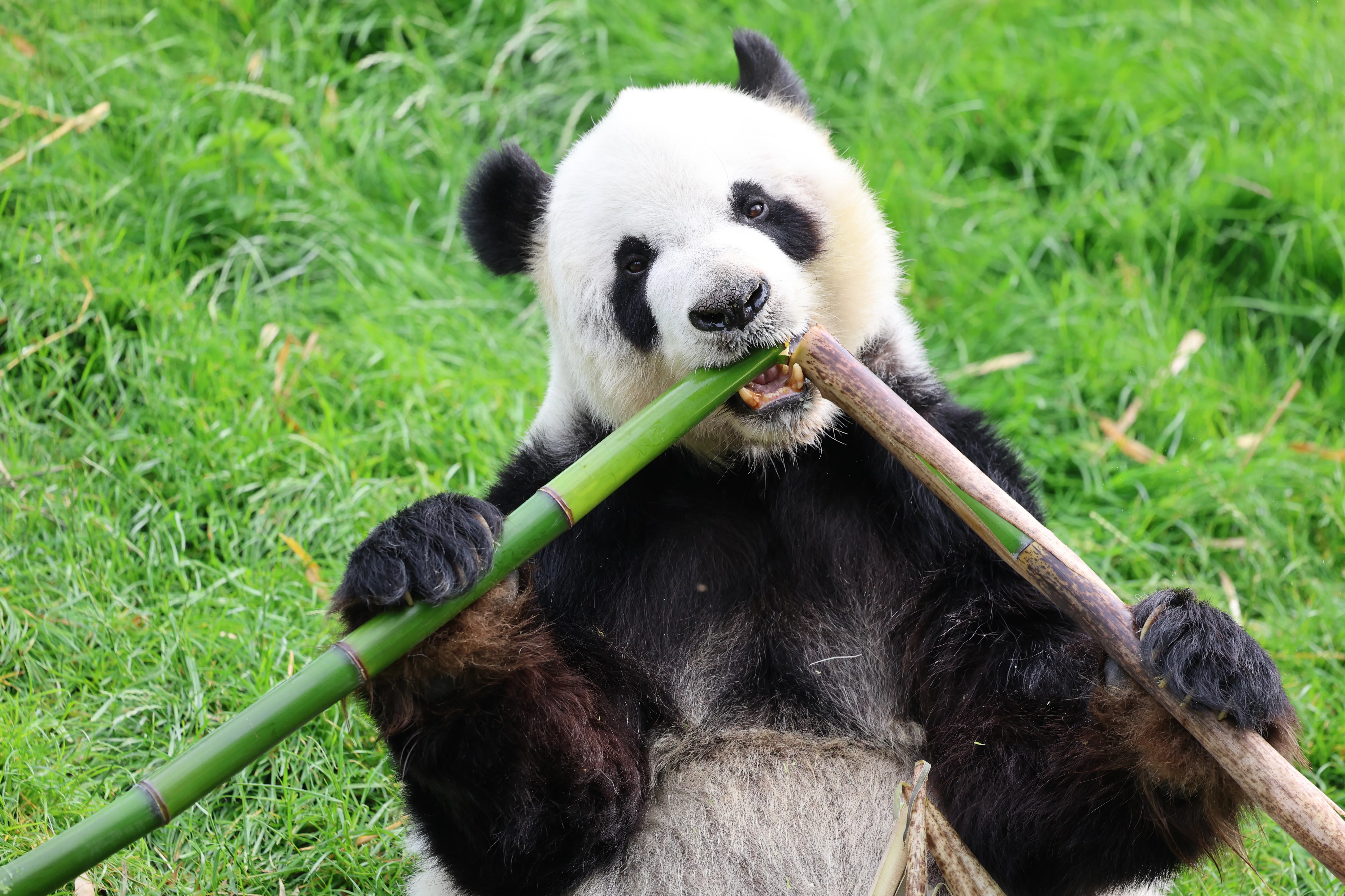 Pairi Daiza