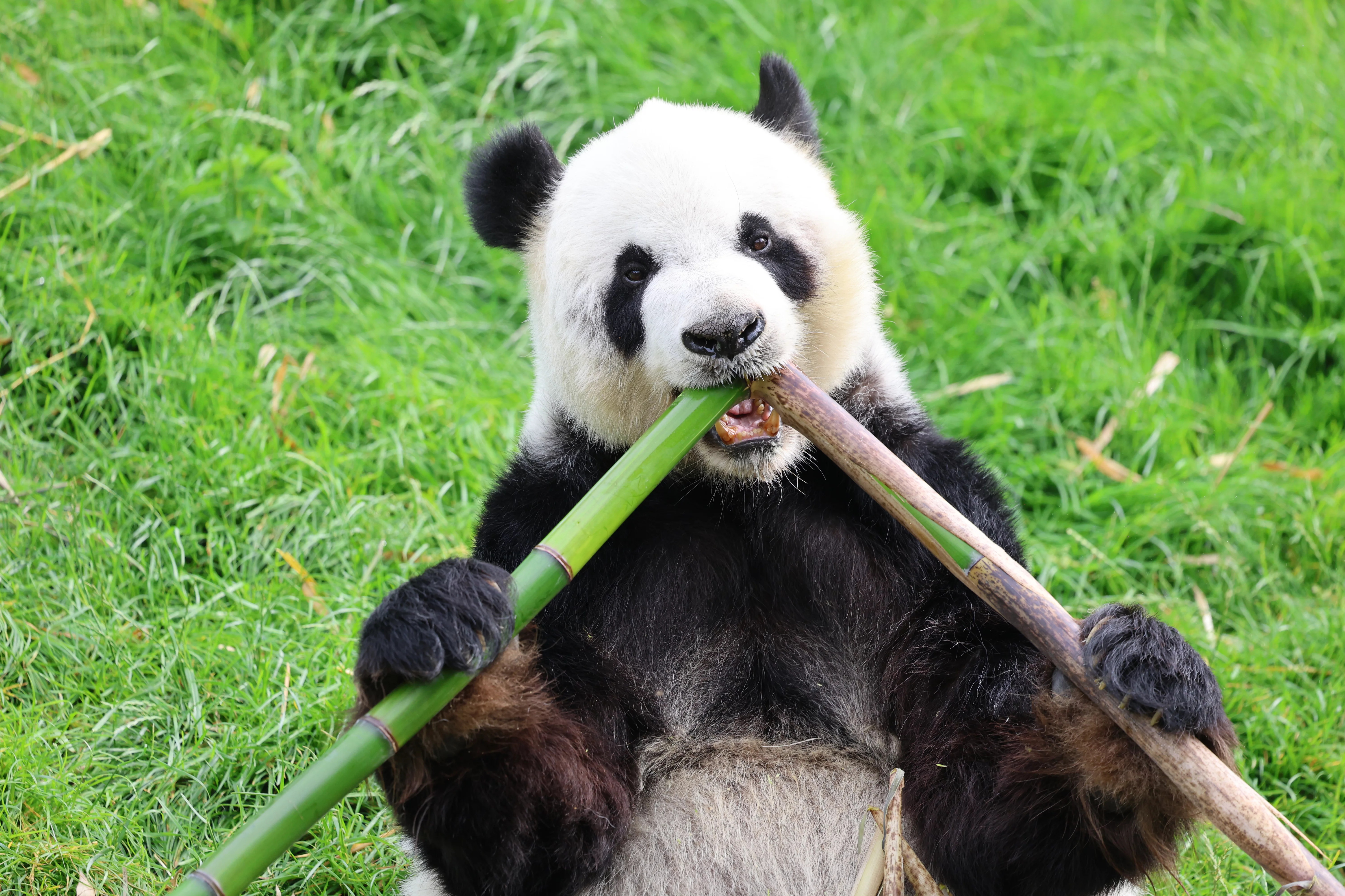 Pairi Daiza