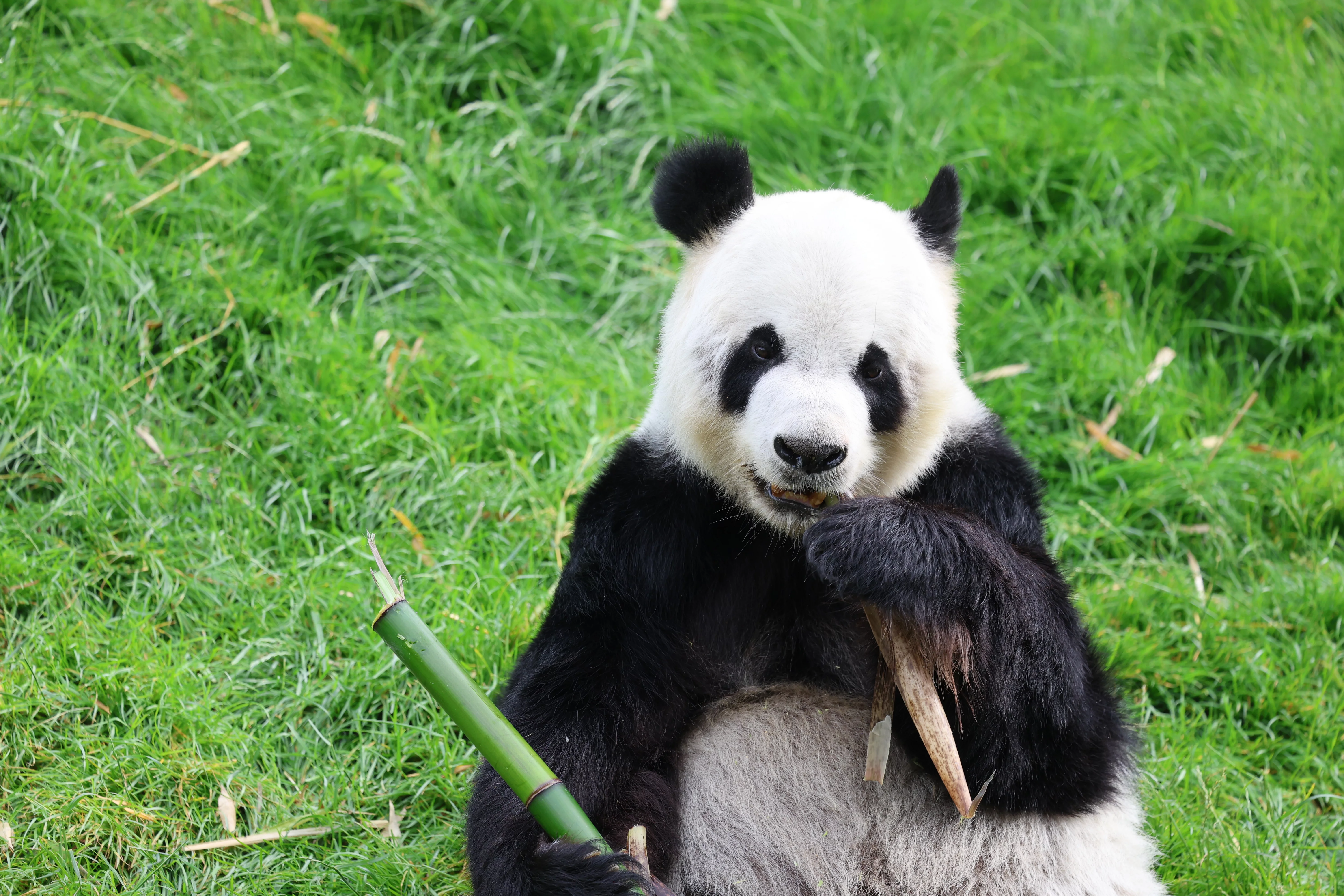 Pairi Daiza