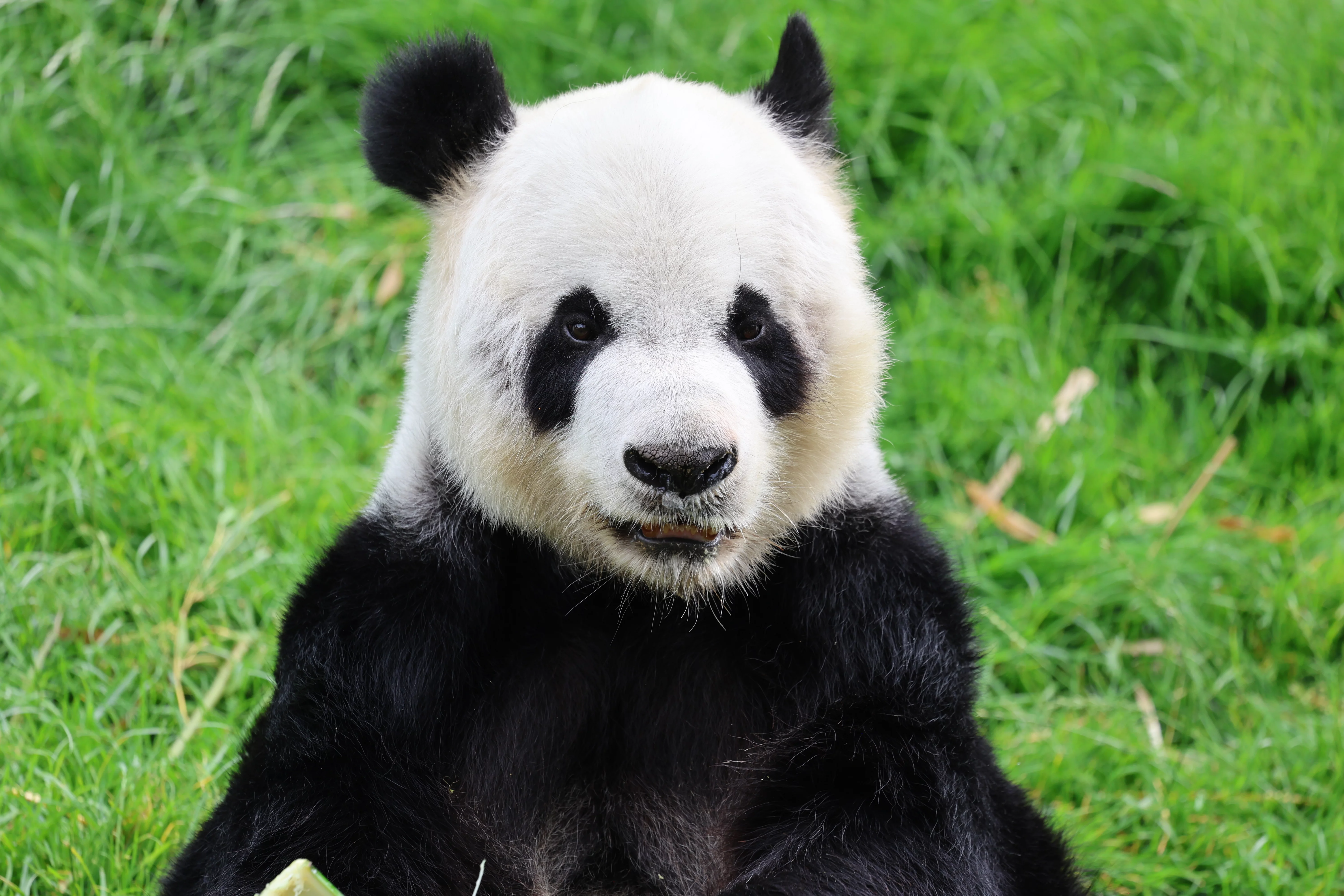 Pairi Daiza