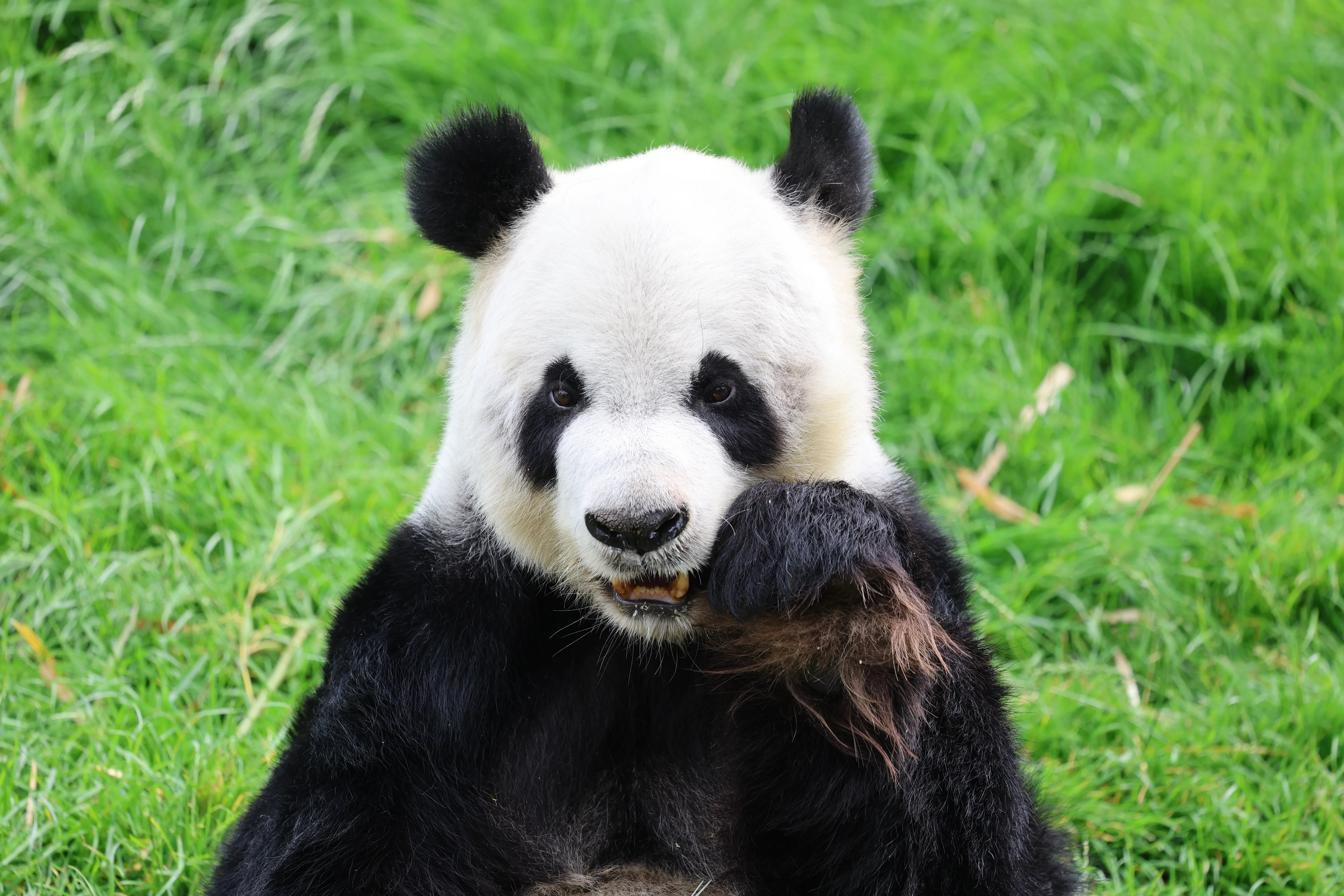 Pairi Daiza