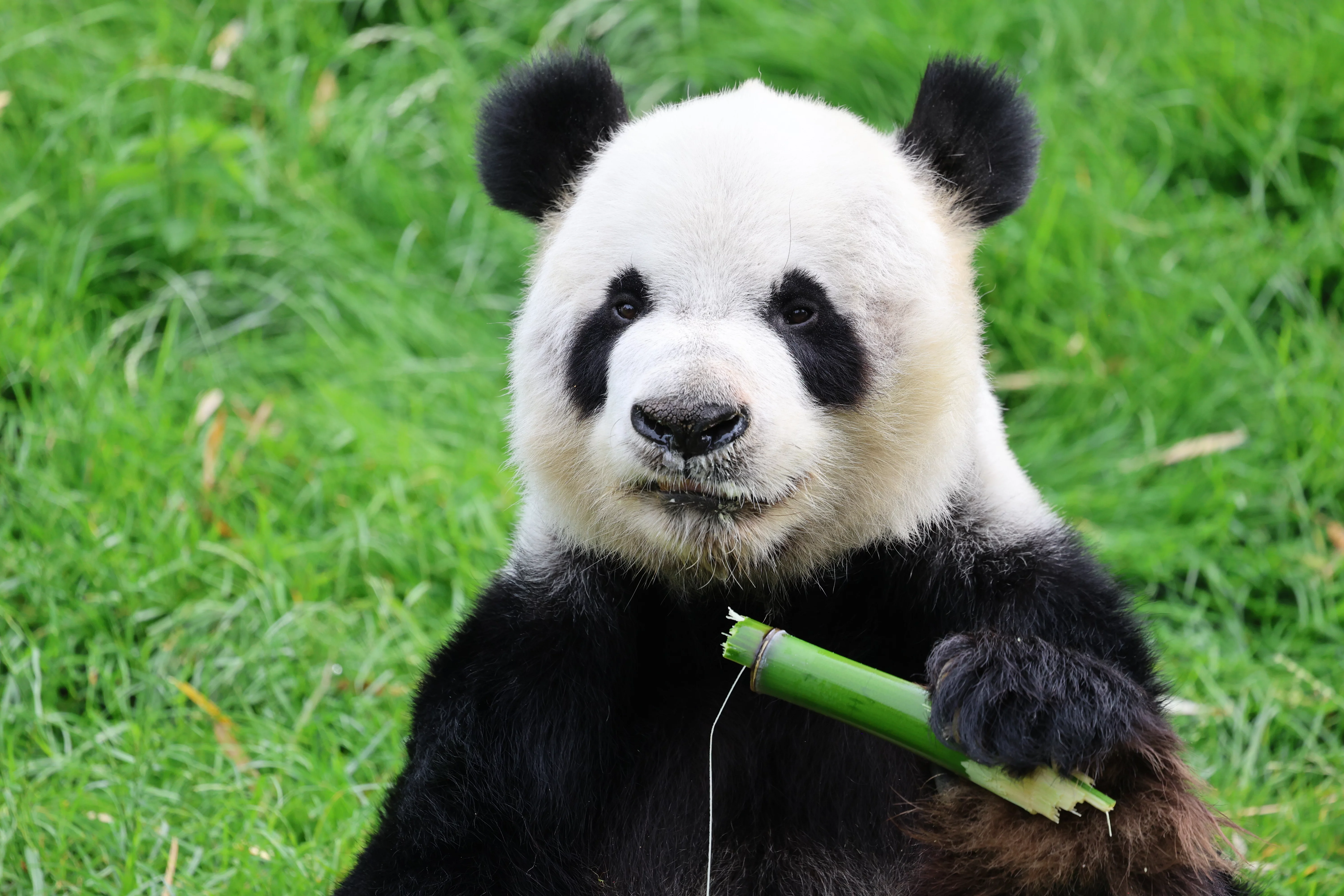 Pairi Daiza