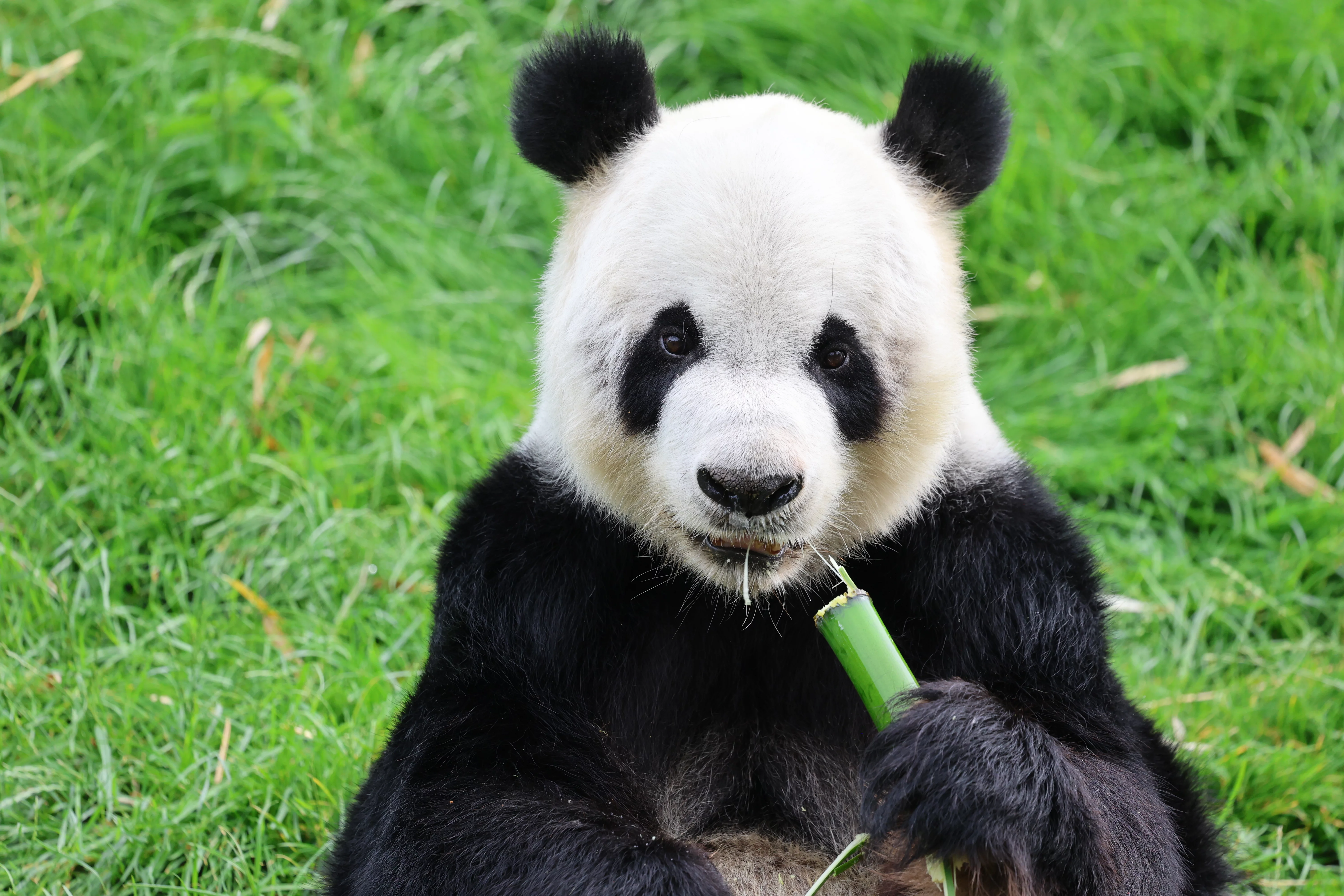 Pairi Daiza