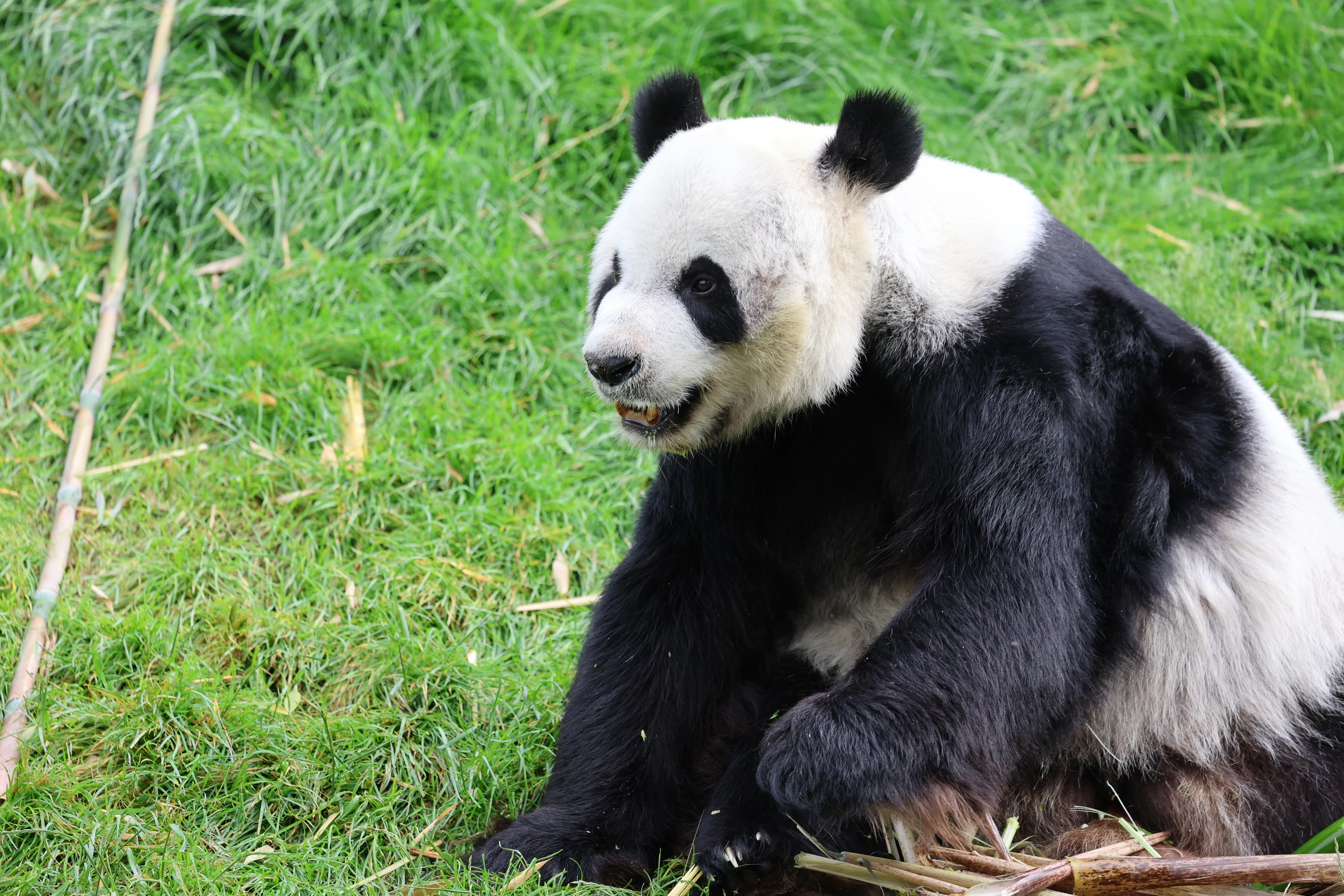 Pairi Daiza