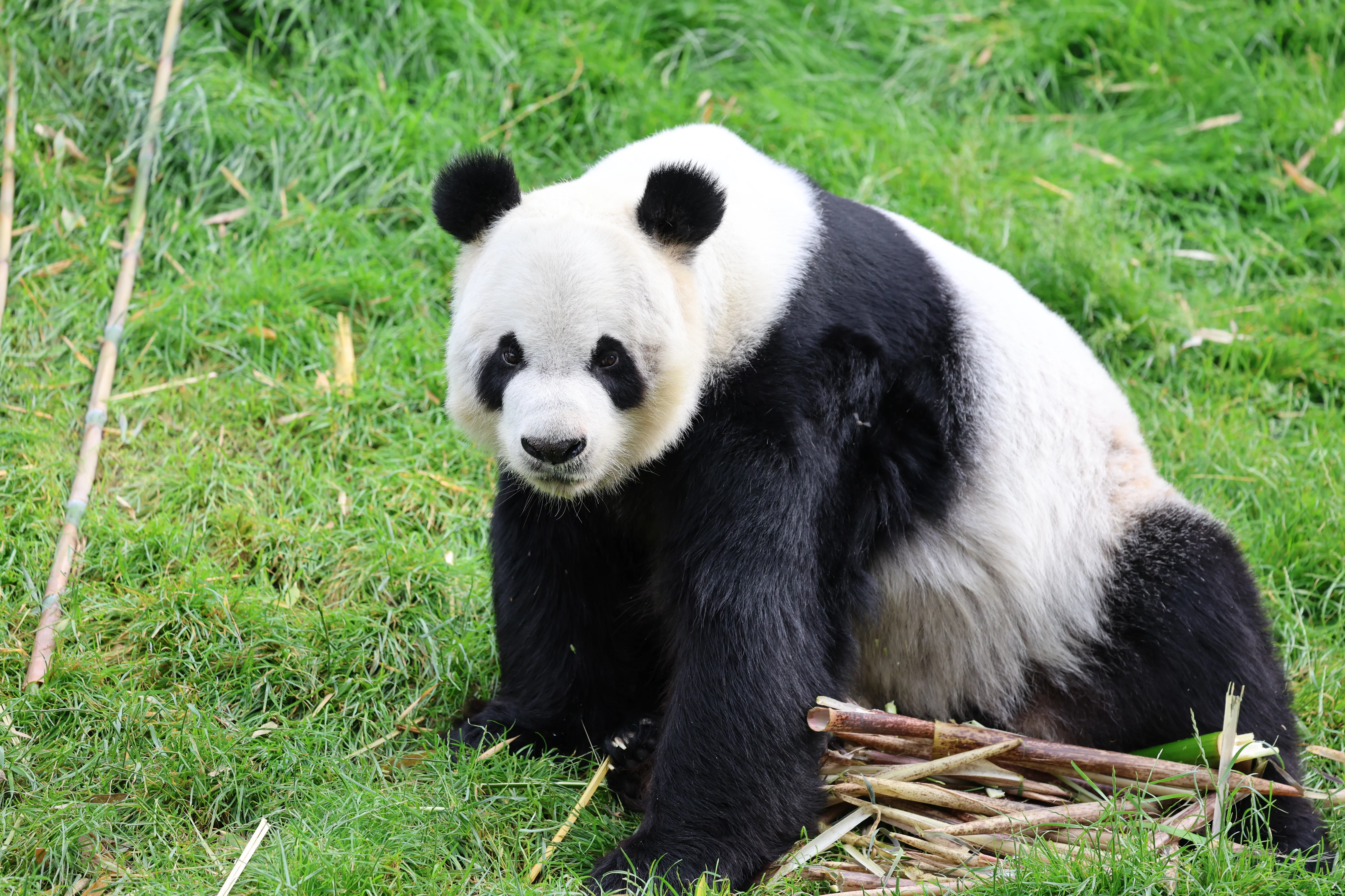 Pairi Daiza