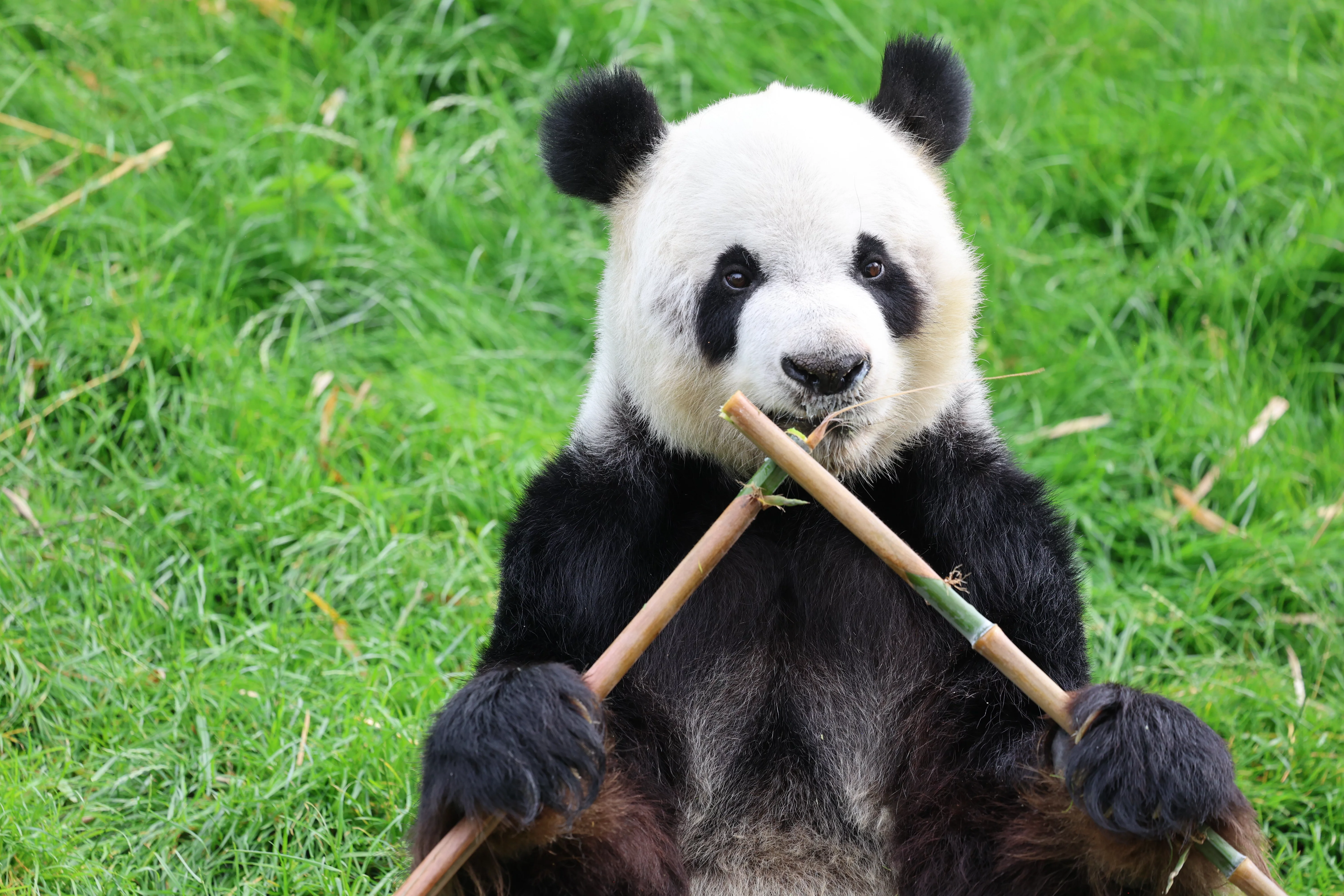 Pairi Daiza