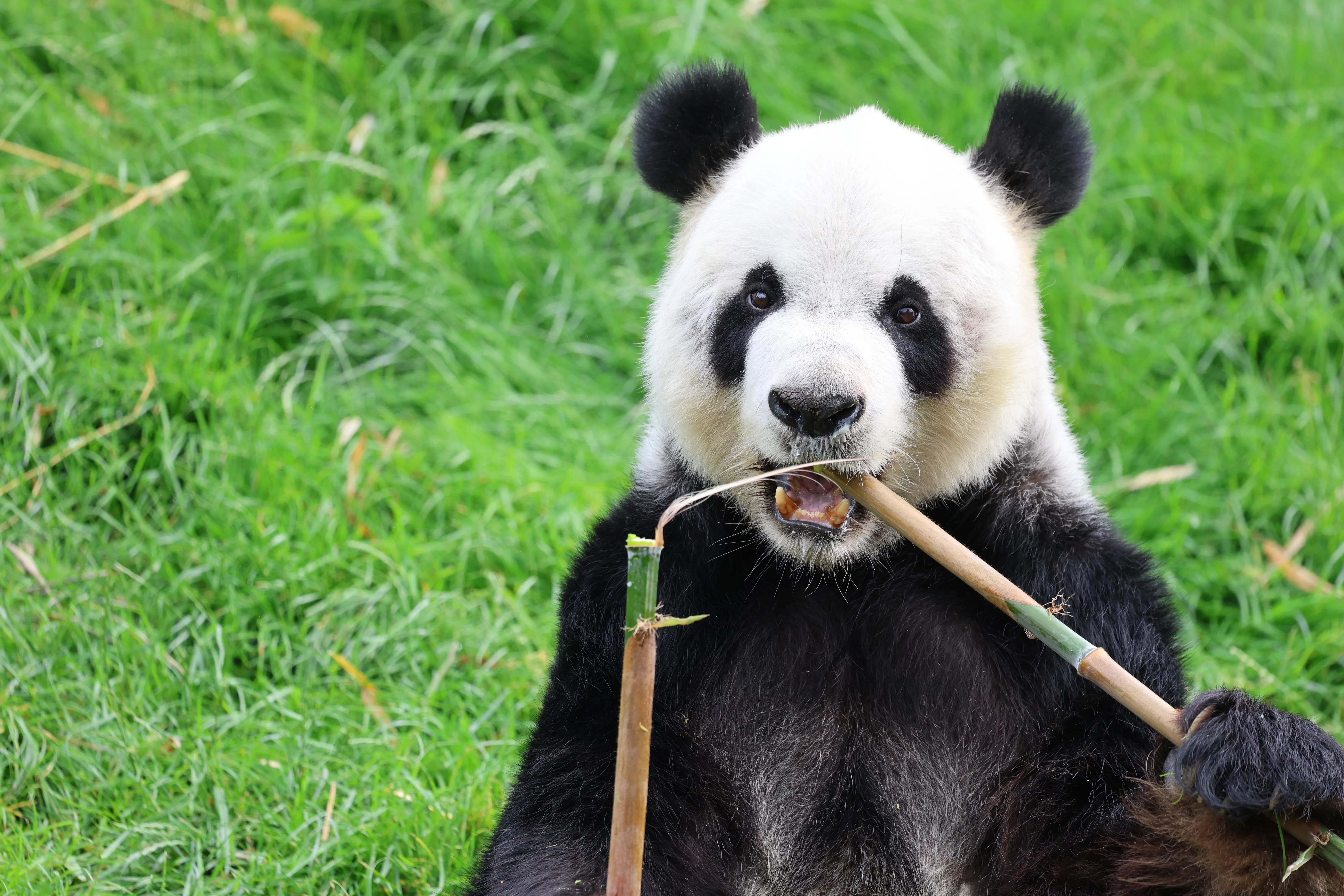 Pairi Daiza
