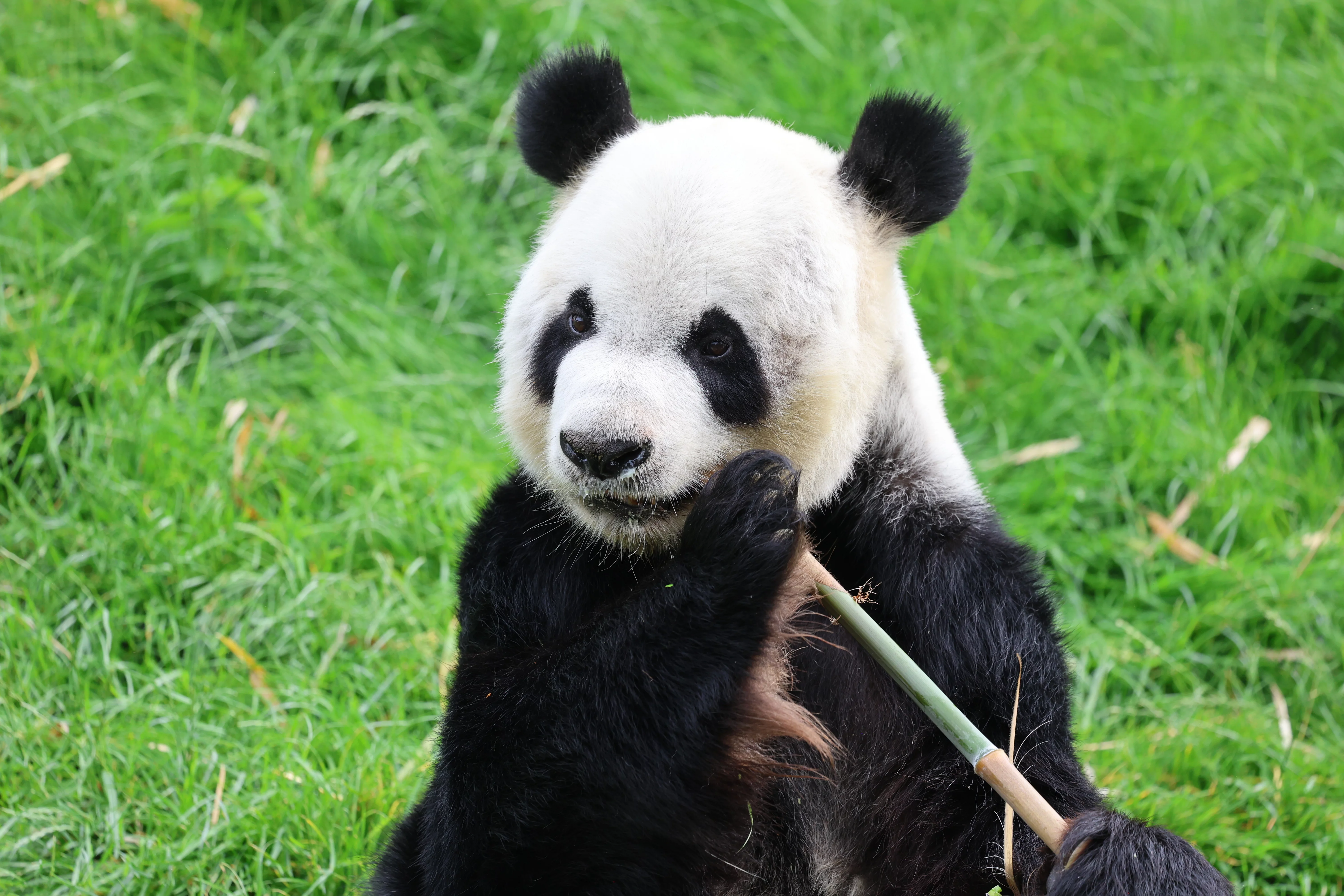 Pairi Daiza