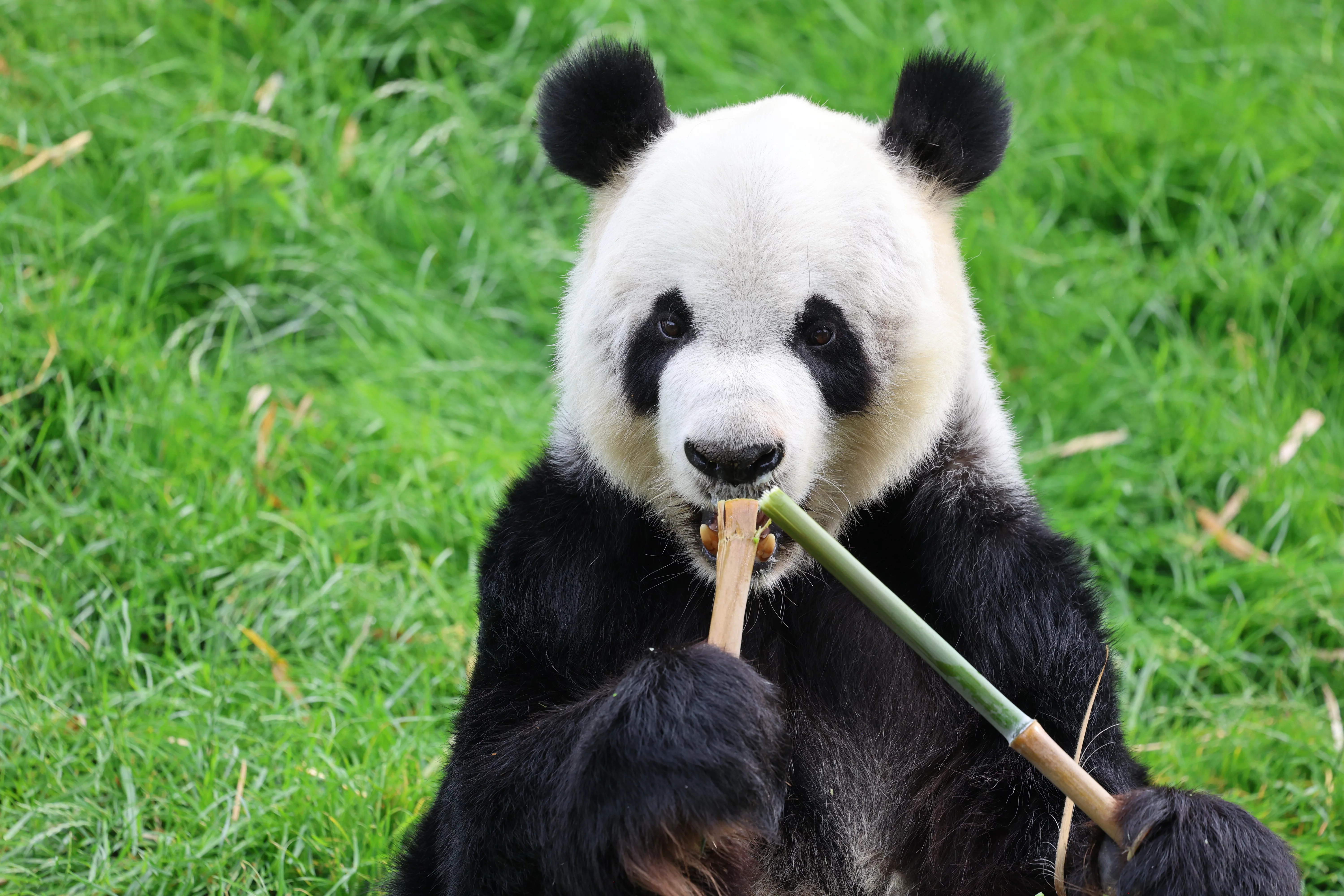 Pairi Daiza