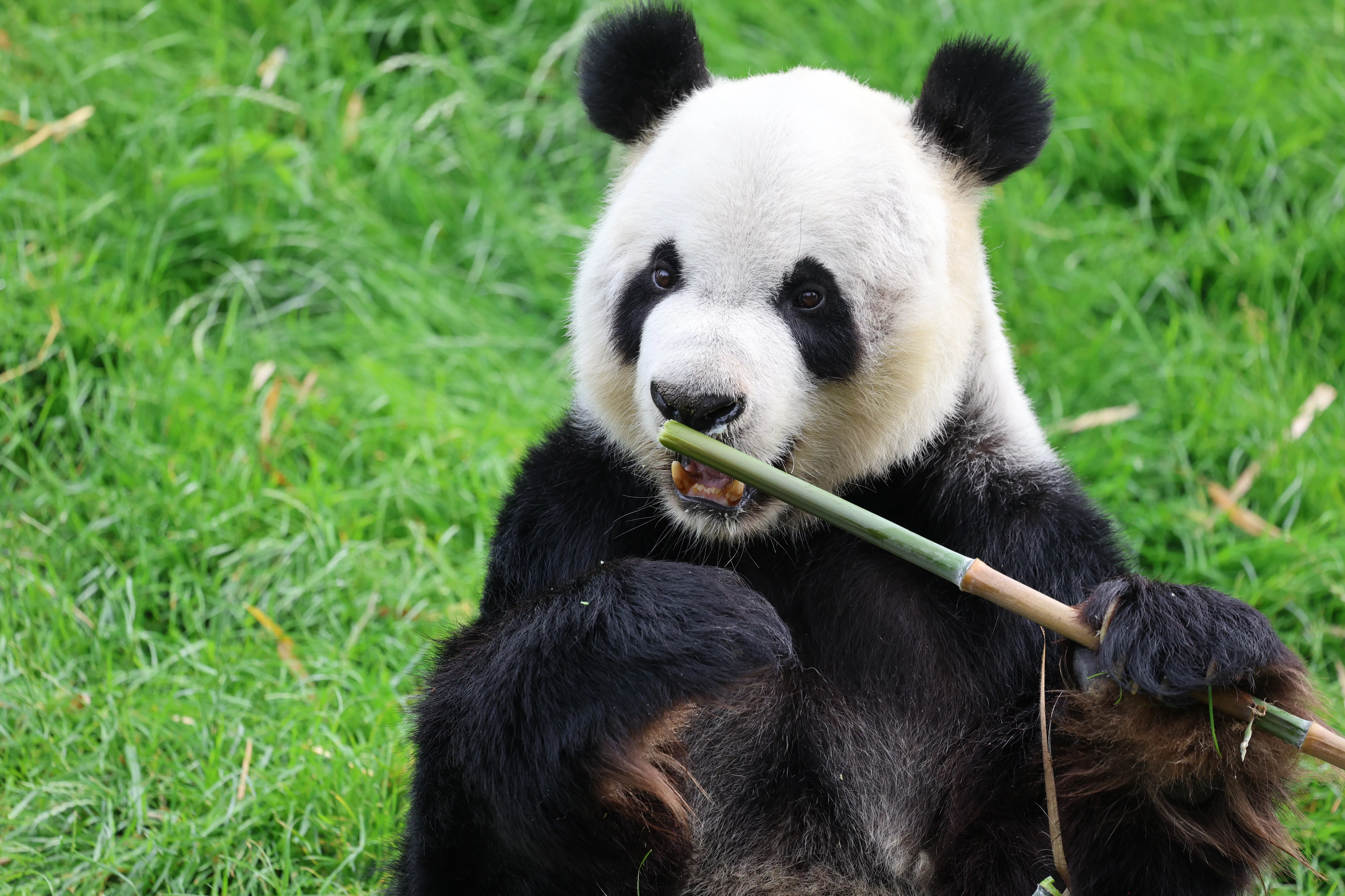 Pairi Daiza