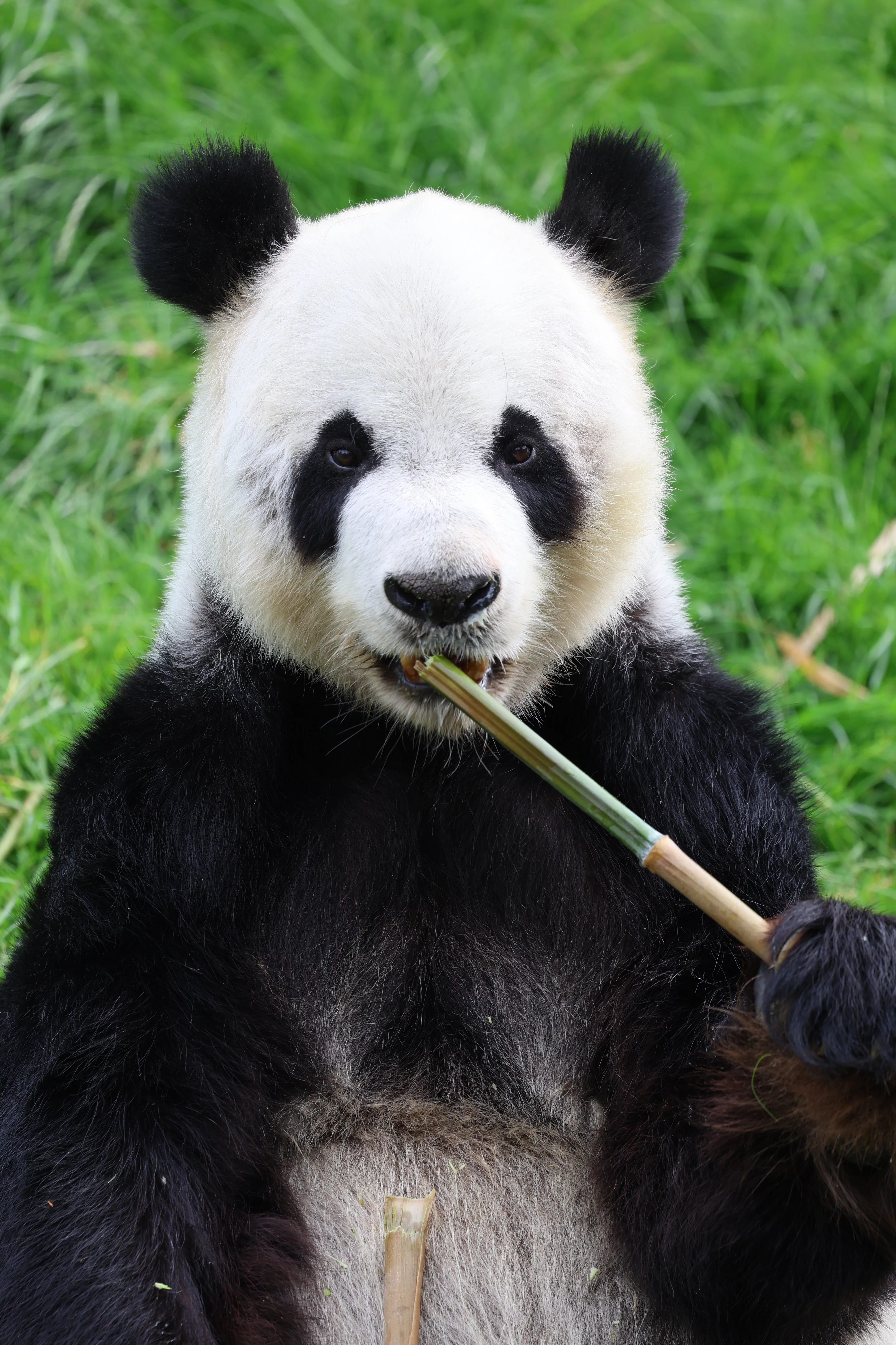 Pairi Daiza