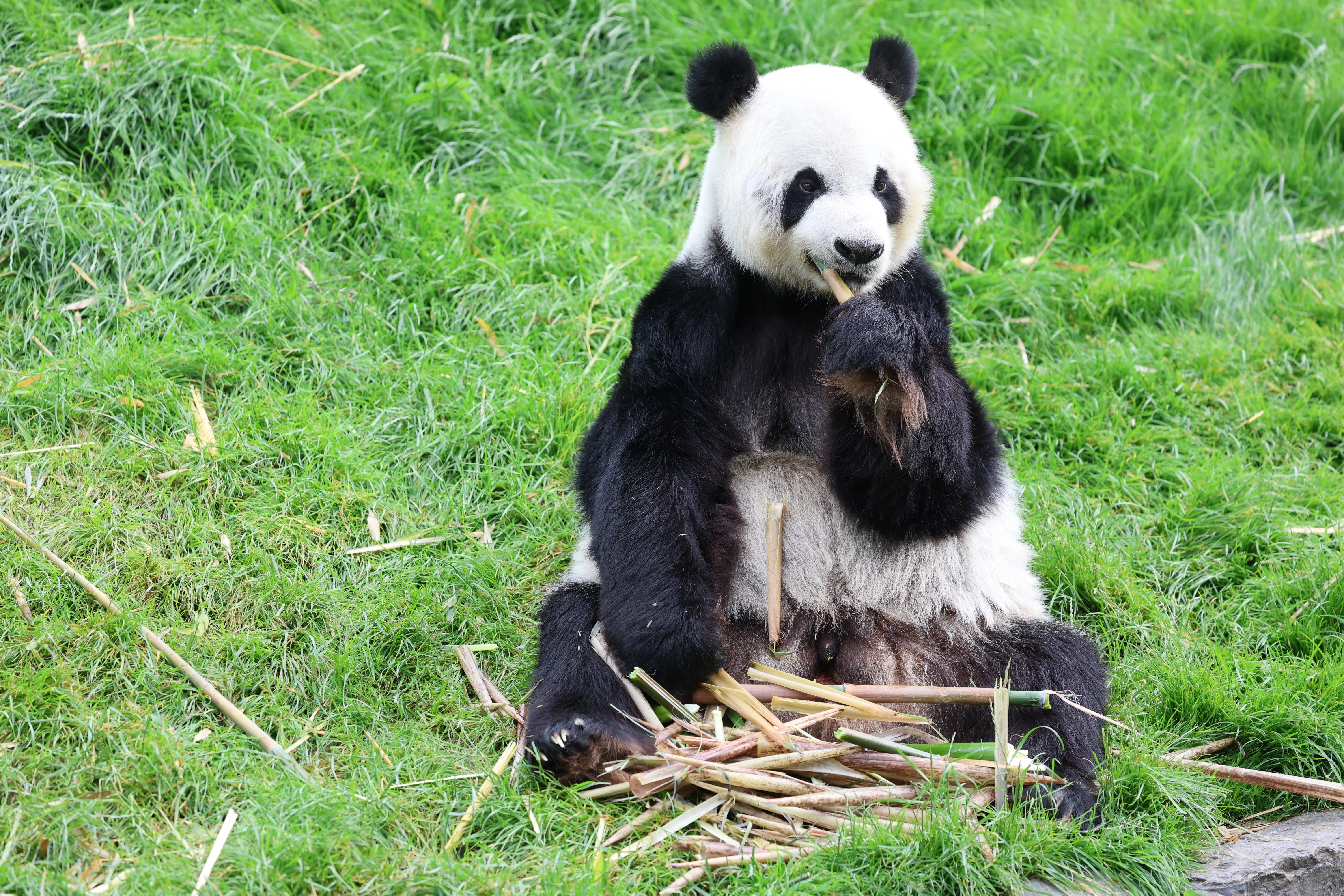 Pairi Daiza
