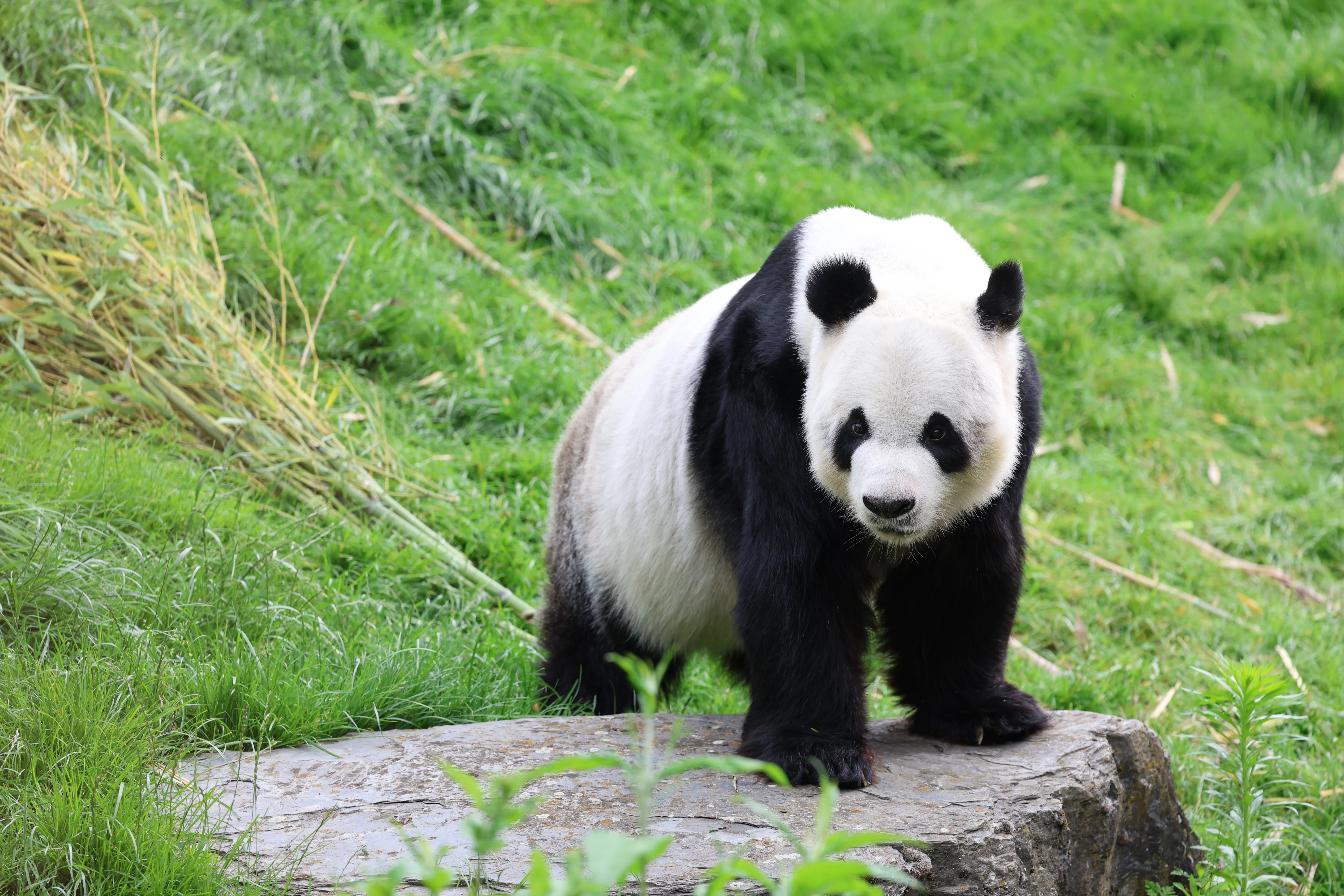 Pairi Daiza