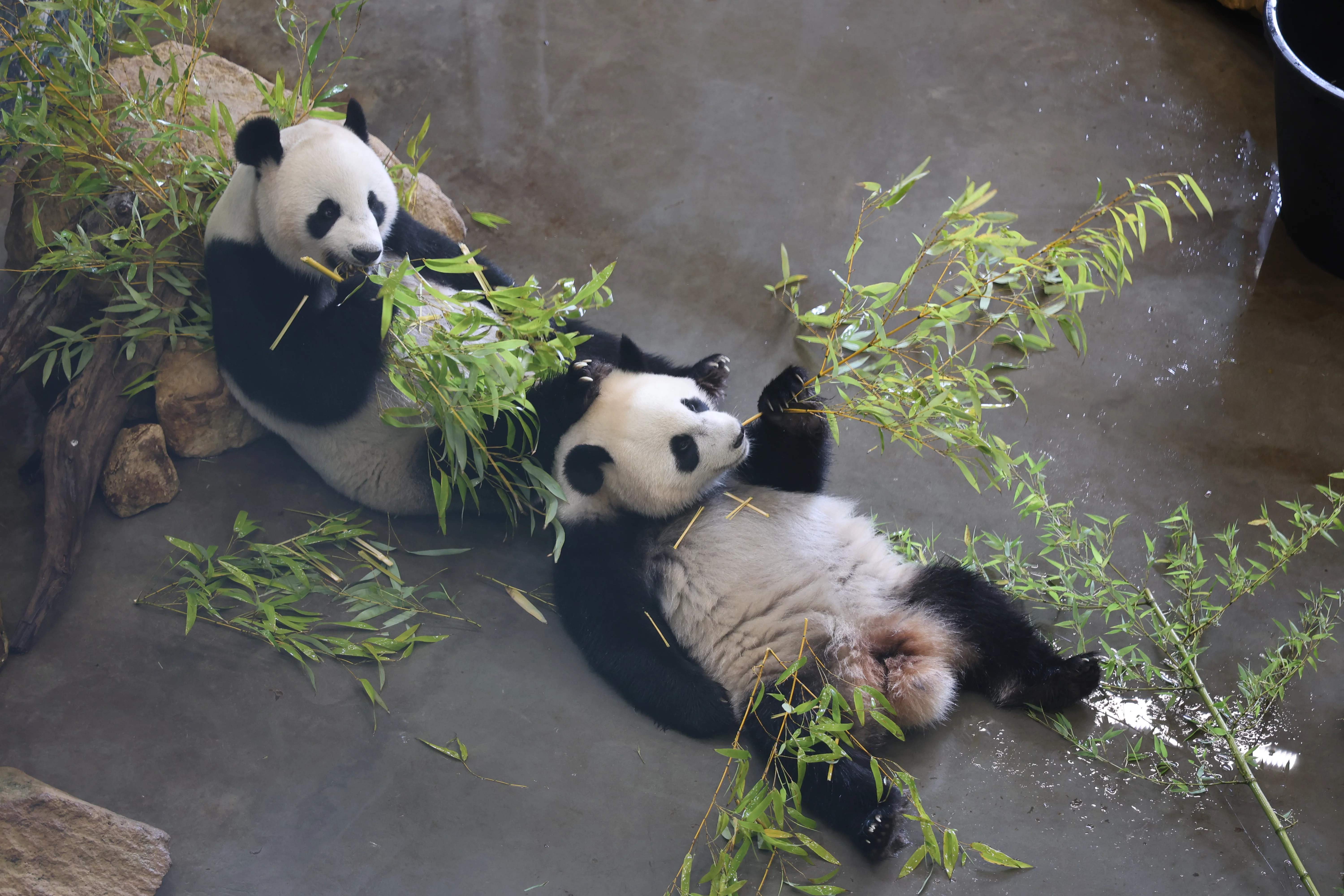 Ouwehands Dierenpark Rhenen