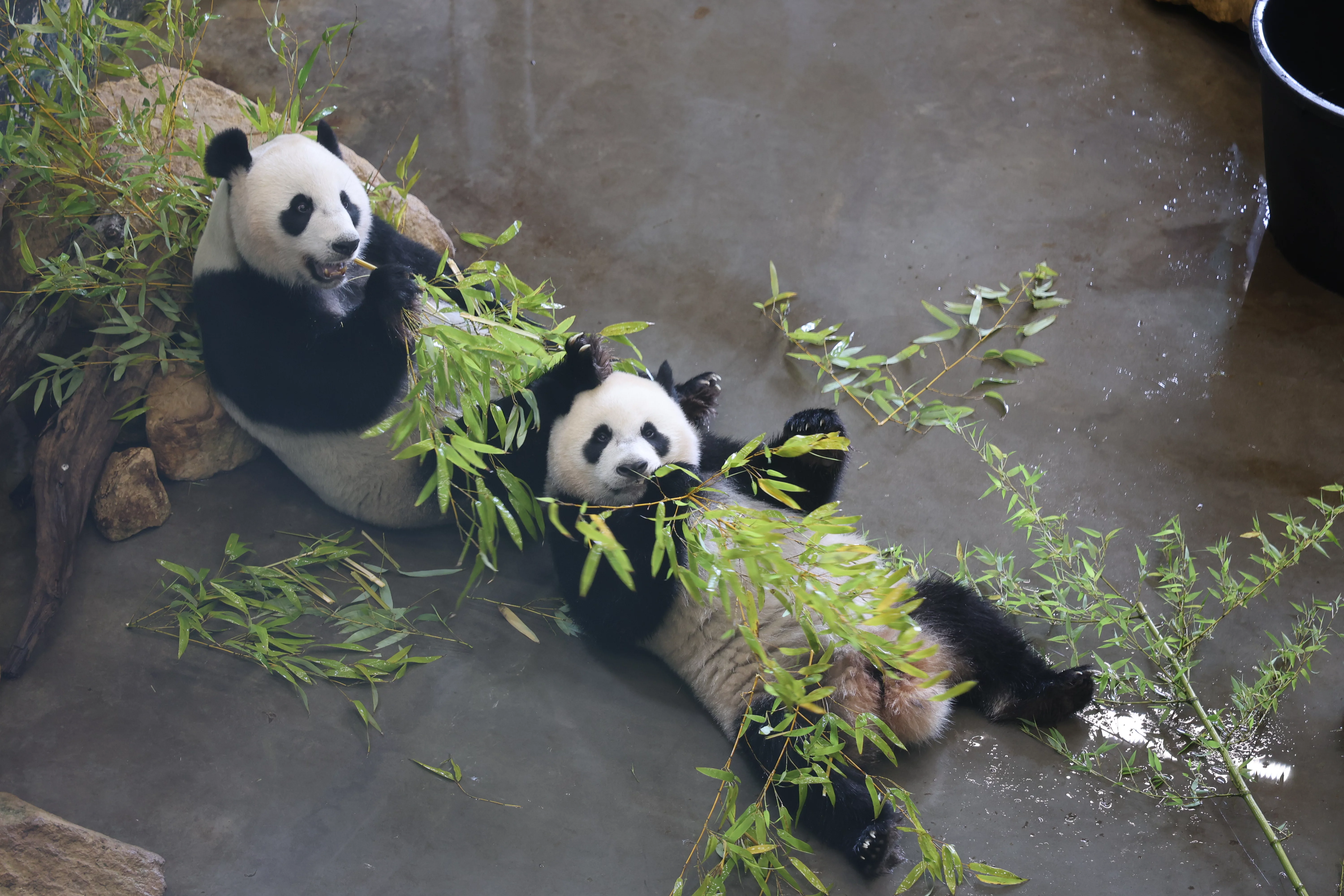 Ouwehands Dierenpark Rhenen