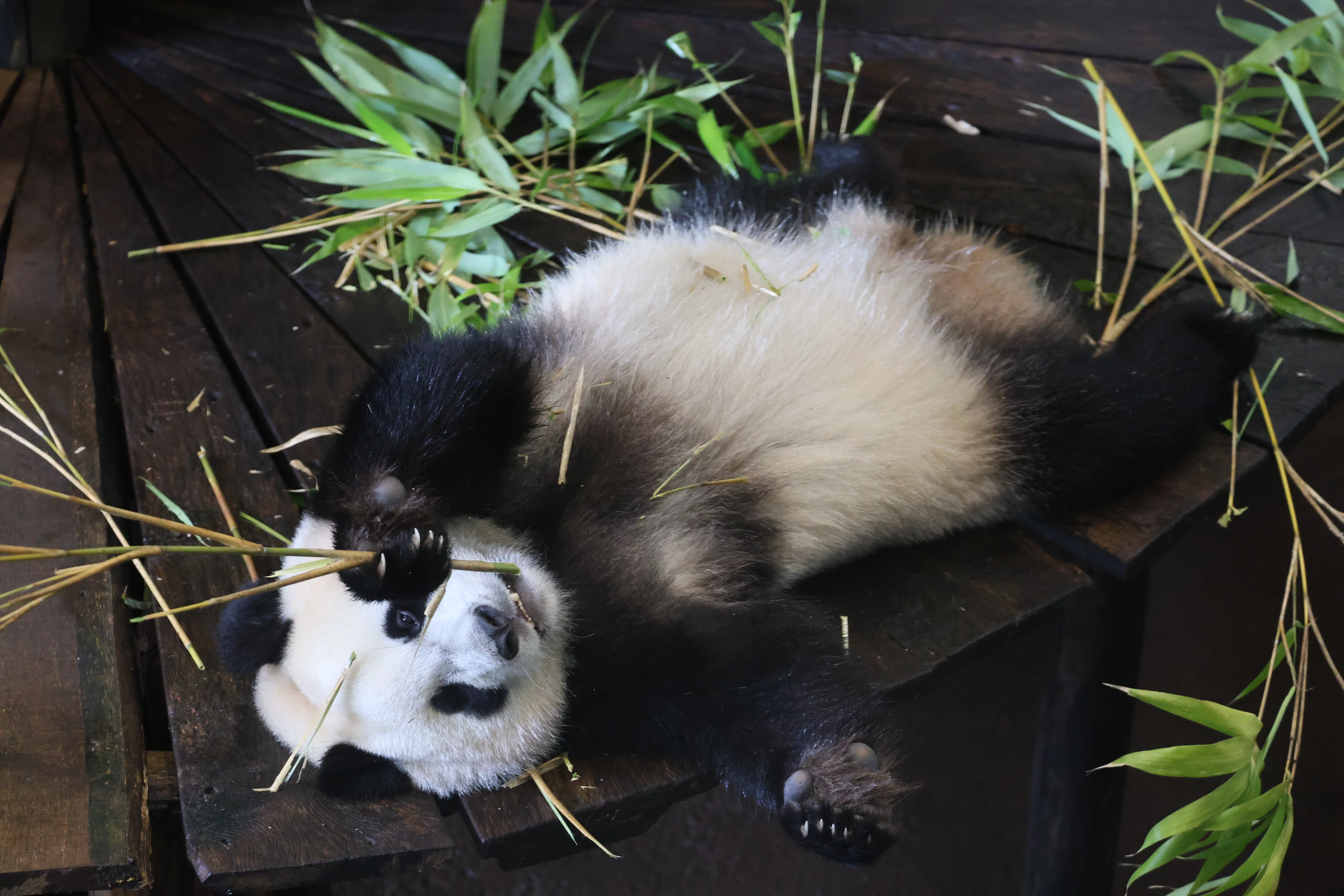 Ouwehands Dierenpark Rhenen