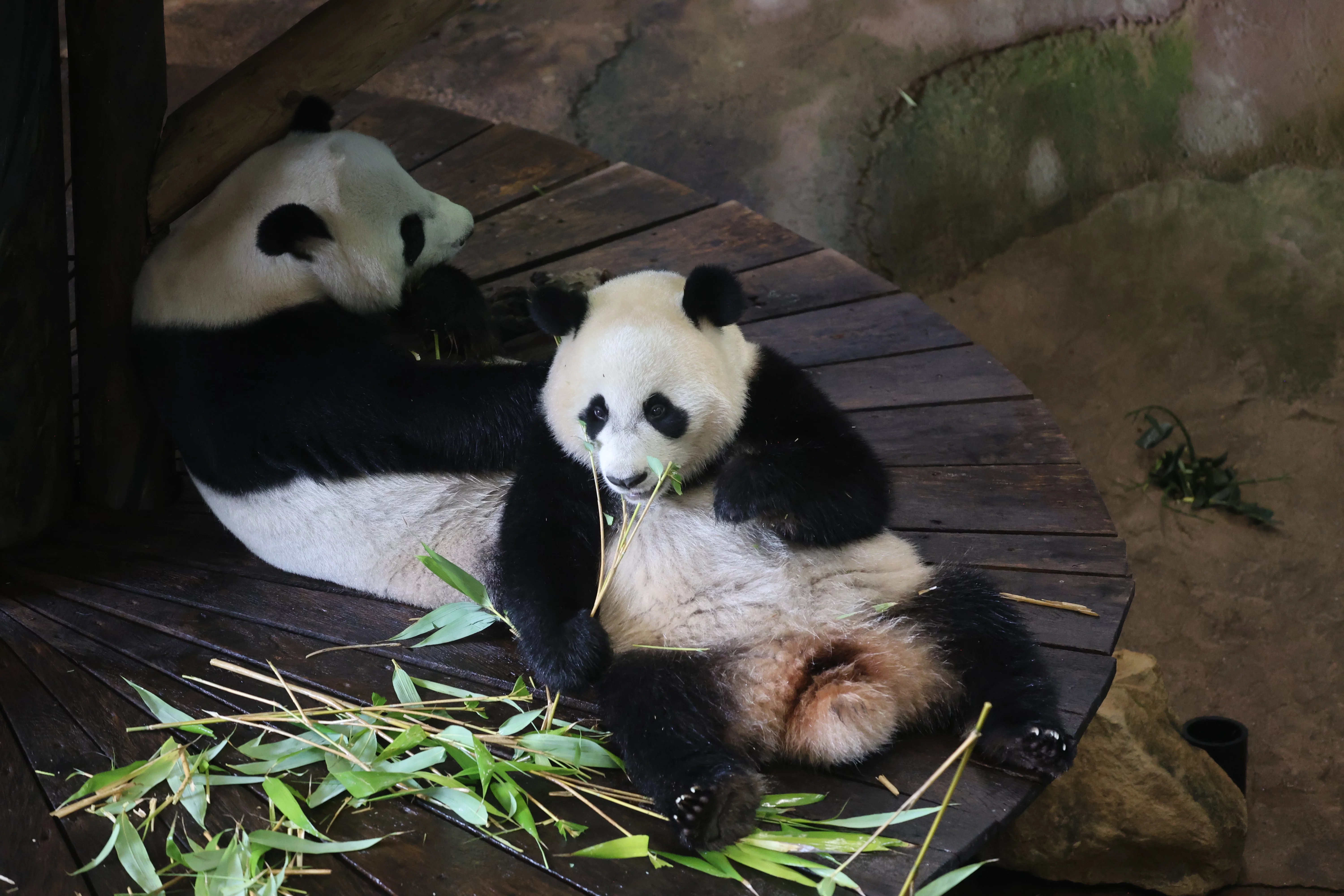 Ouwehands Dierenpark Rhenen