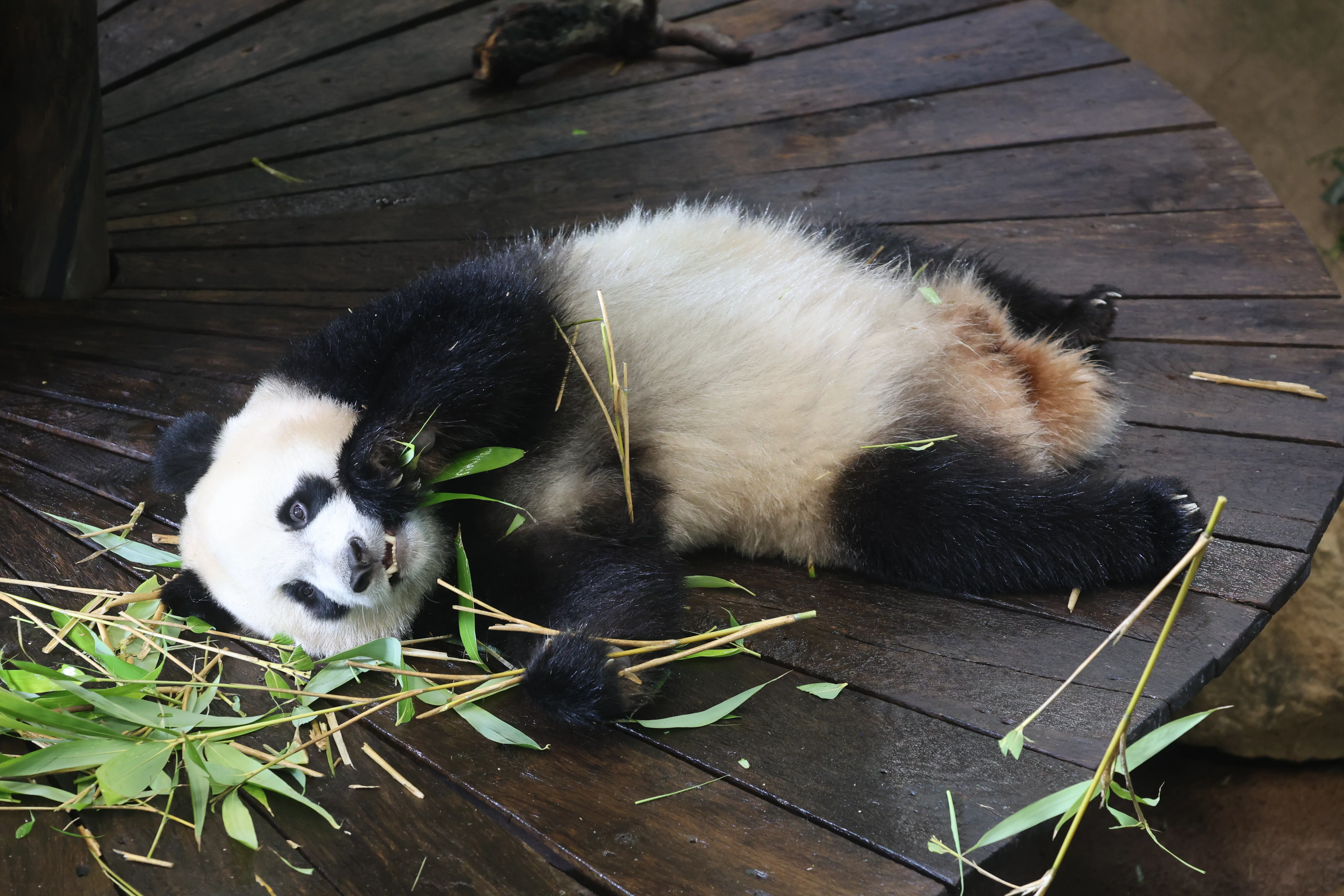 Ouwehands Dierenpark Rhenen