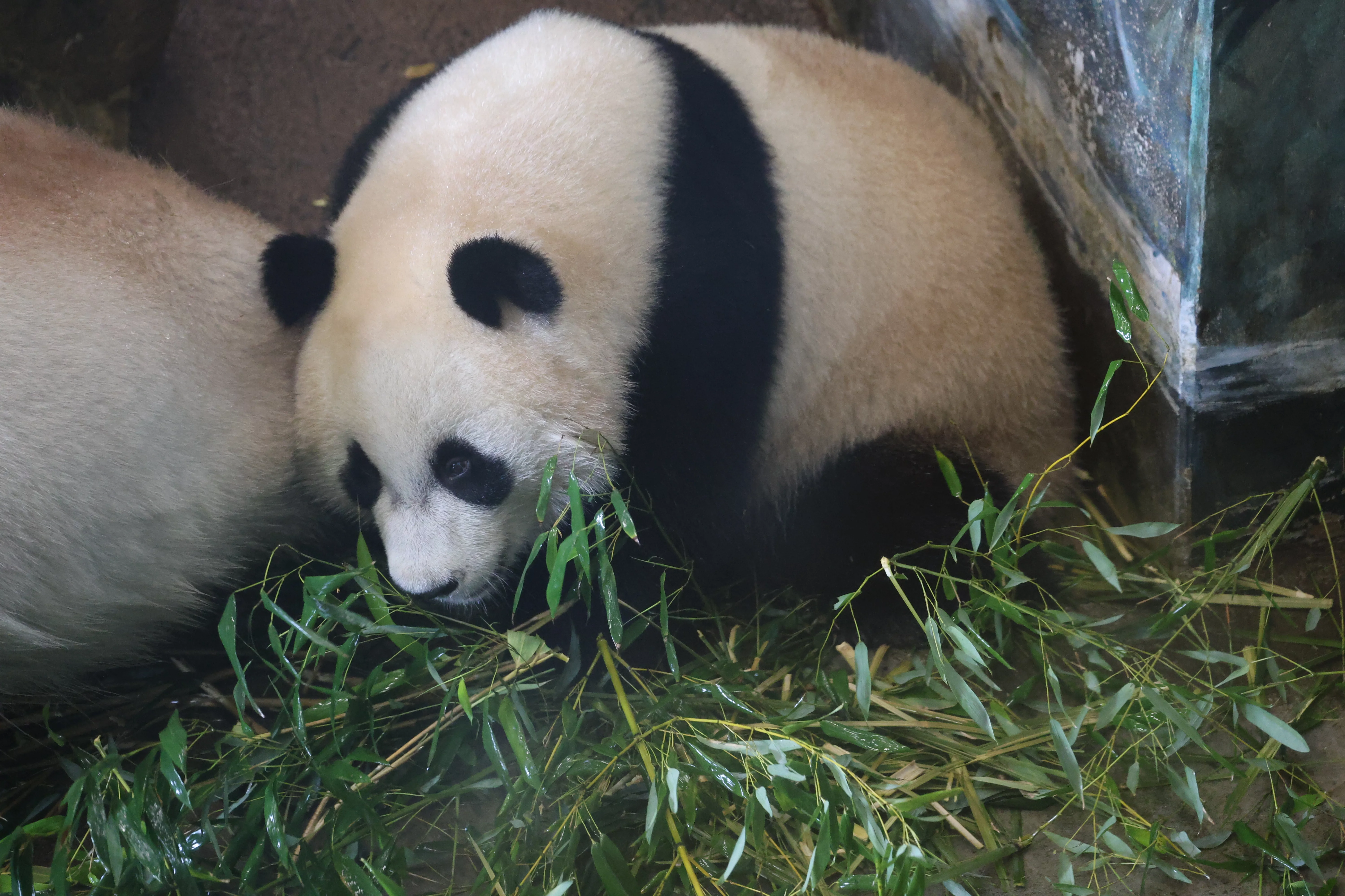 Ouwehands Dierenpark Rhenen