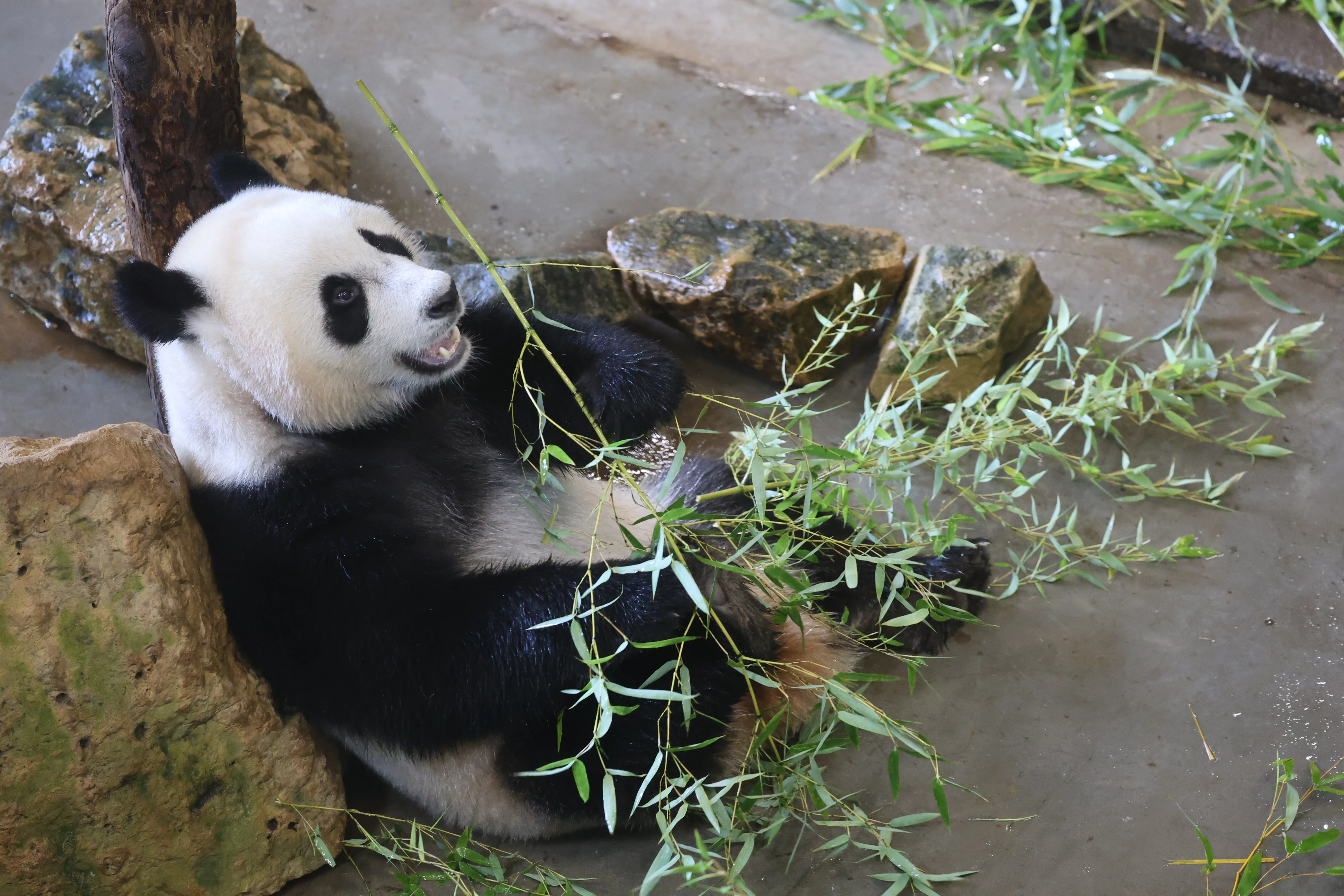 Ouwehands Dierenpark Rhenen
