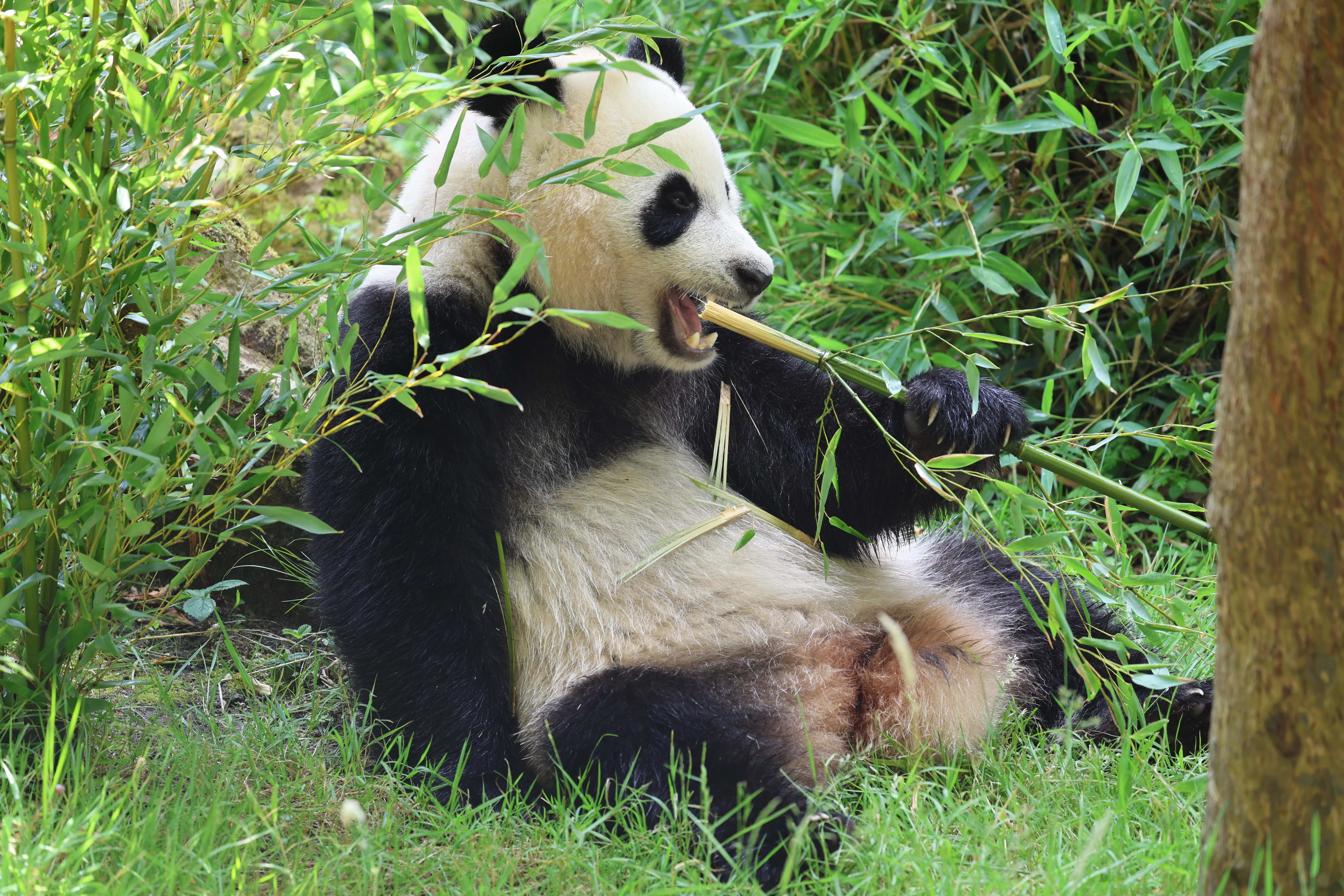 Ouwehands Dierenpark Rhenen