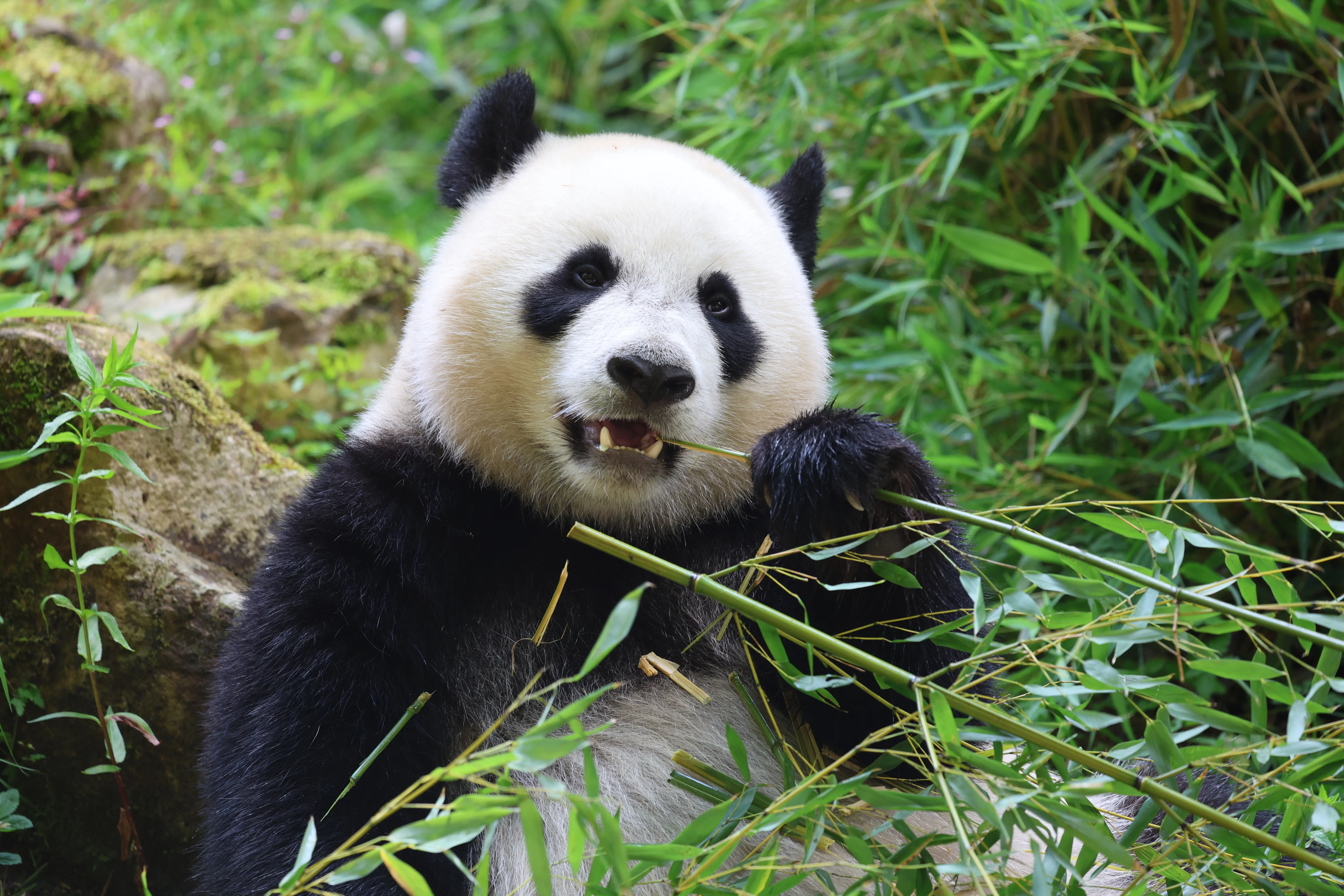 Ouwehands Dierenpark Rhenen