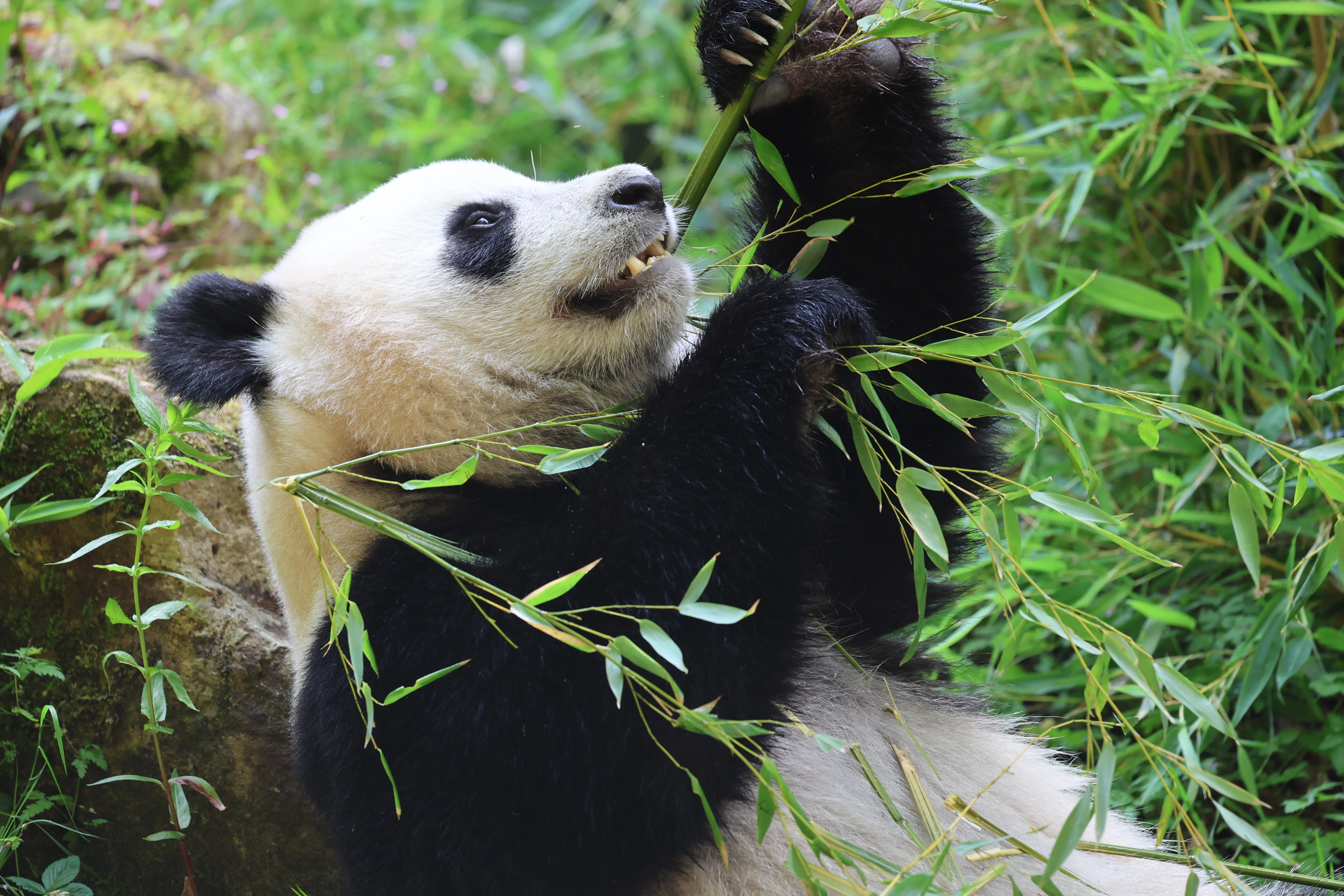 Ouwehands Dierenpark Rhenen