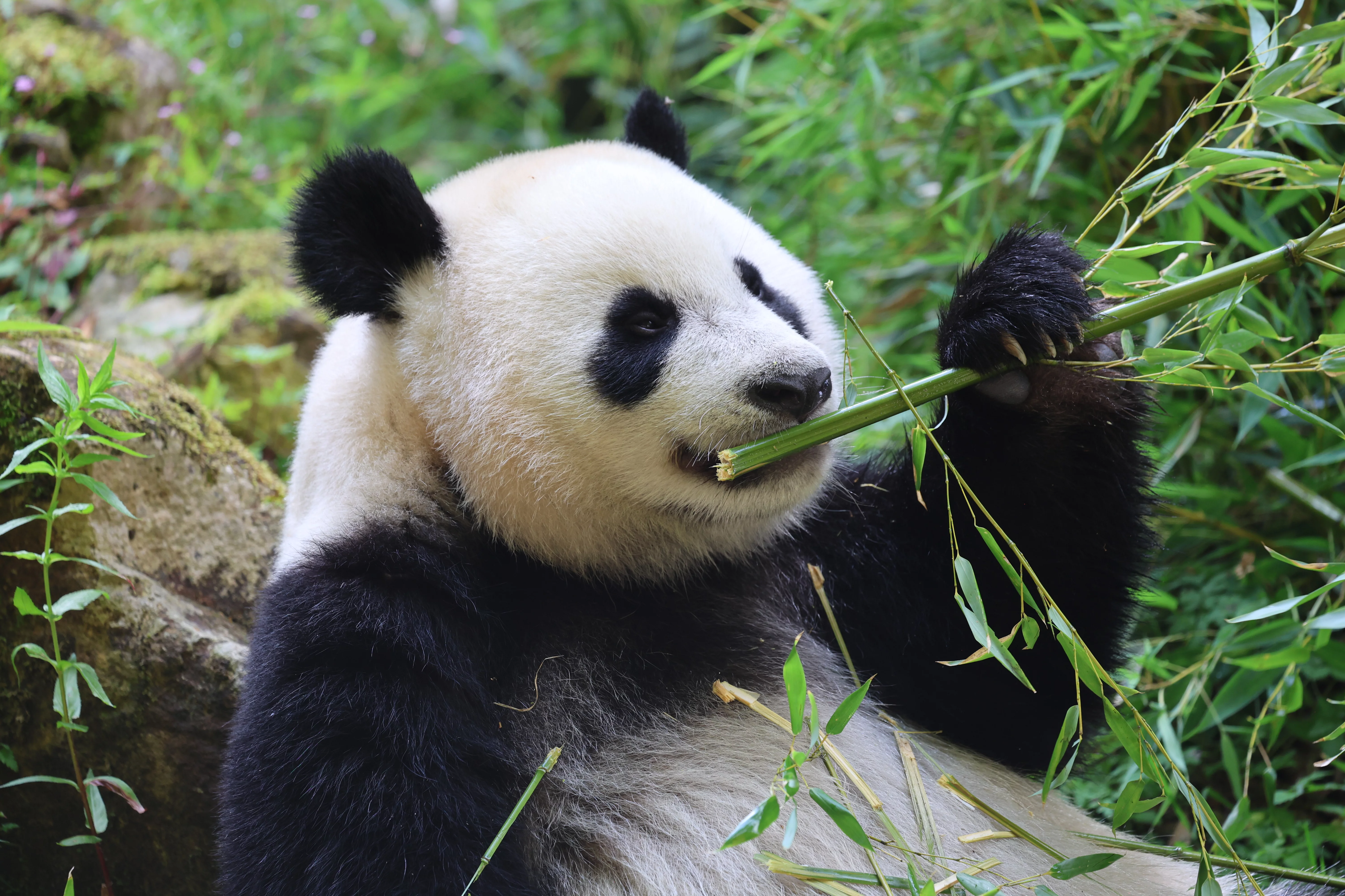 Ouwehands Dierenpark Rhenen