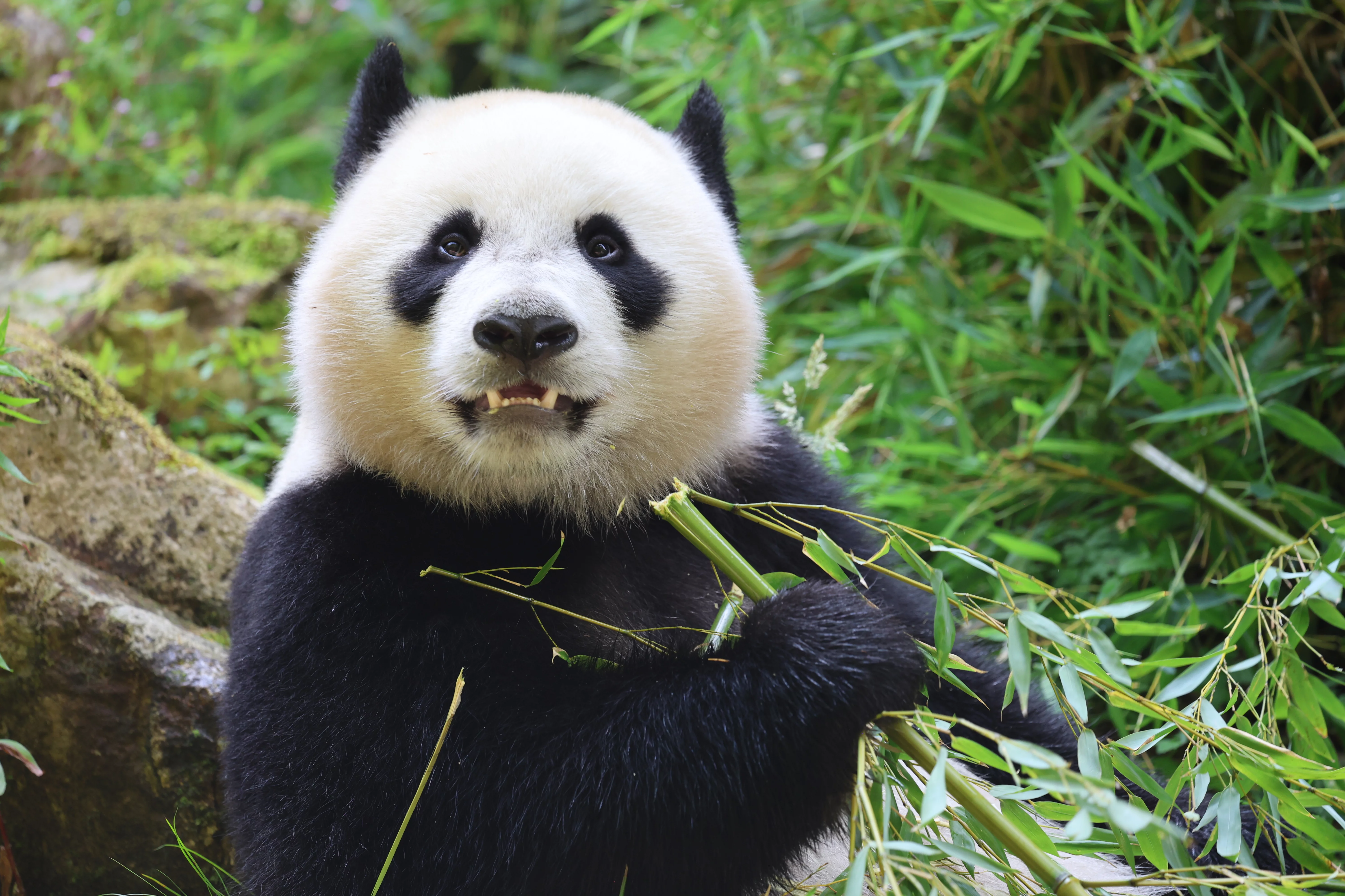 Ouwehands Dierenpark Rhenen
