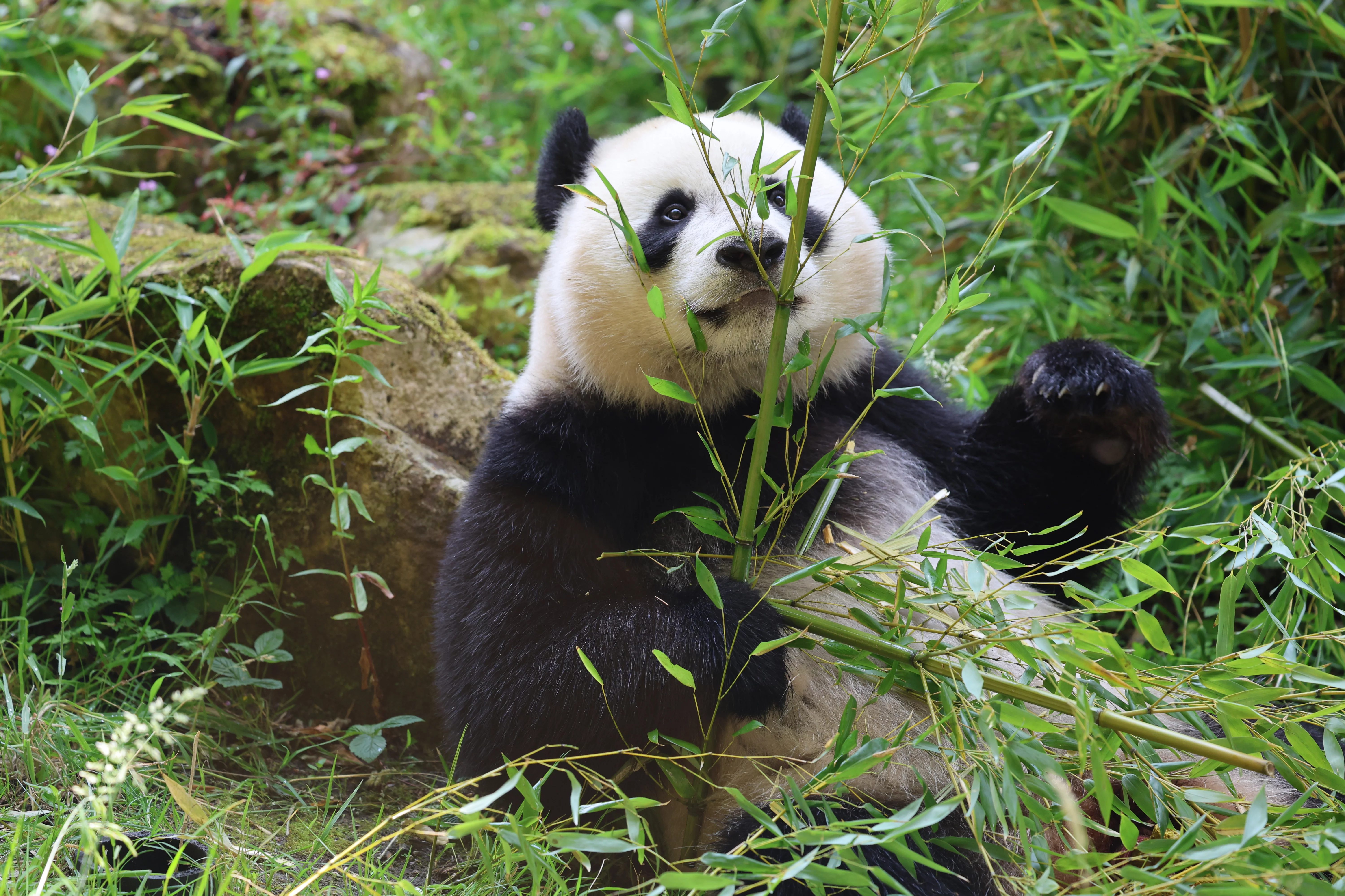 Ouwehands Dierenpark Rhenen