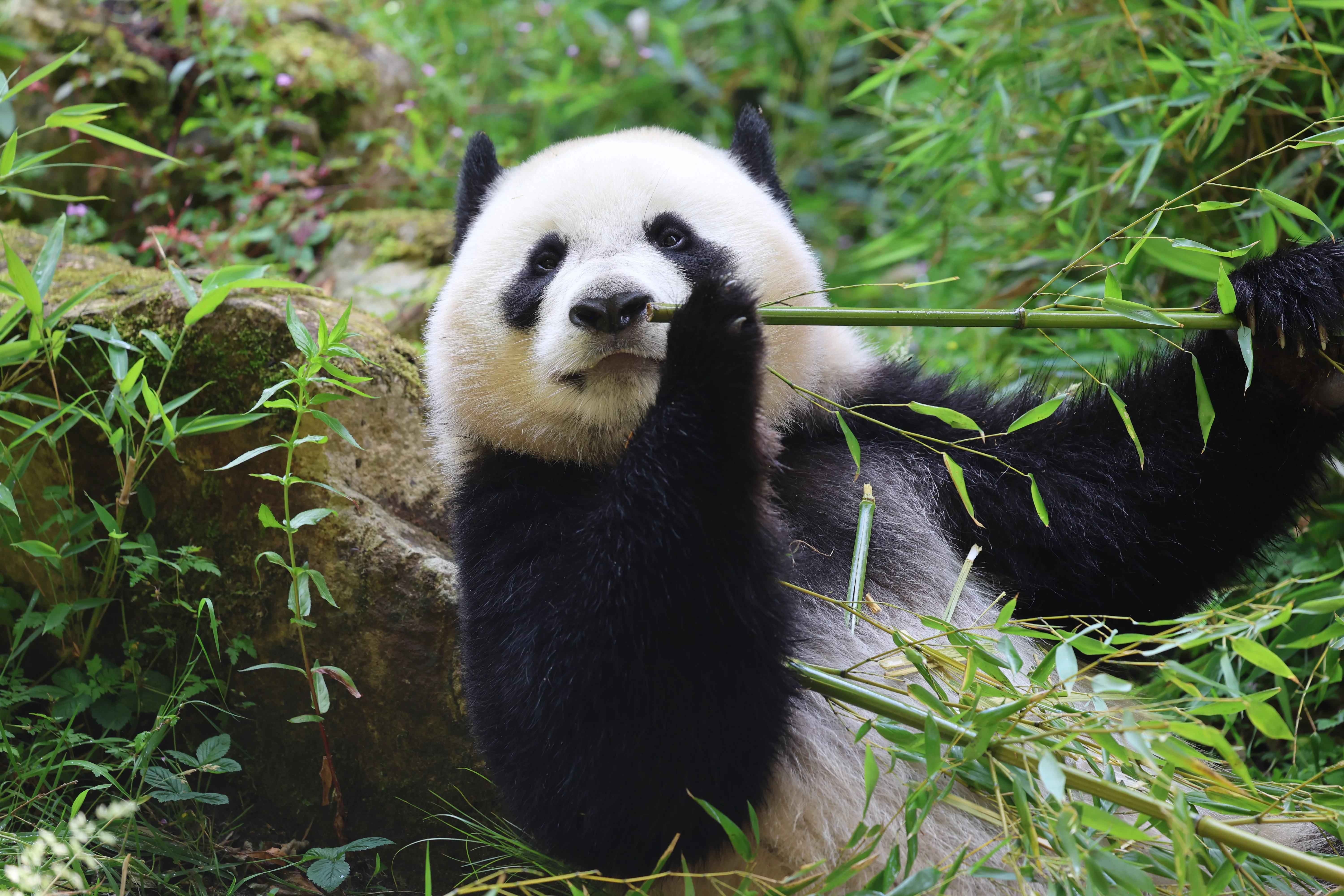 Ouwehands Dierenpark Rhenen