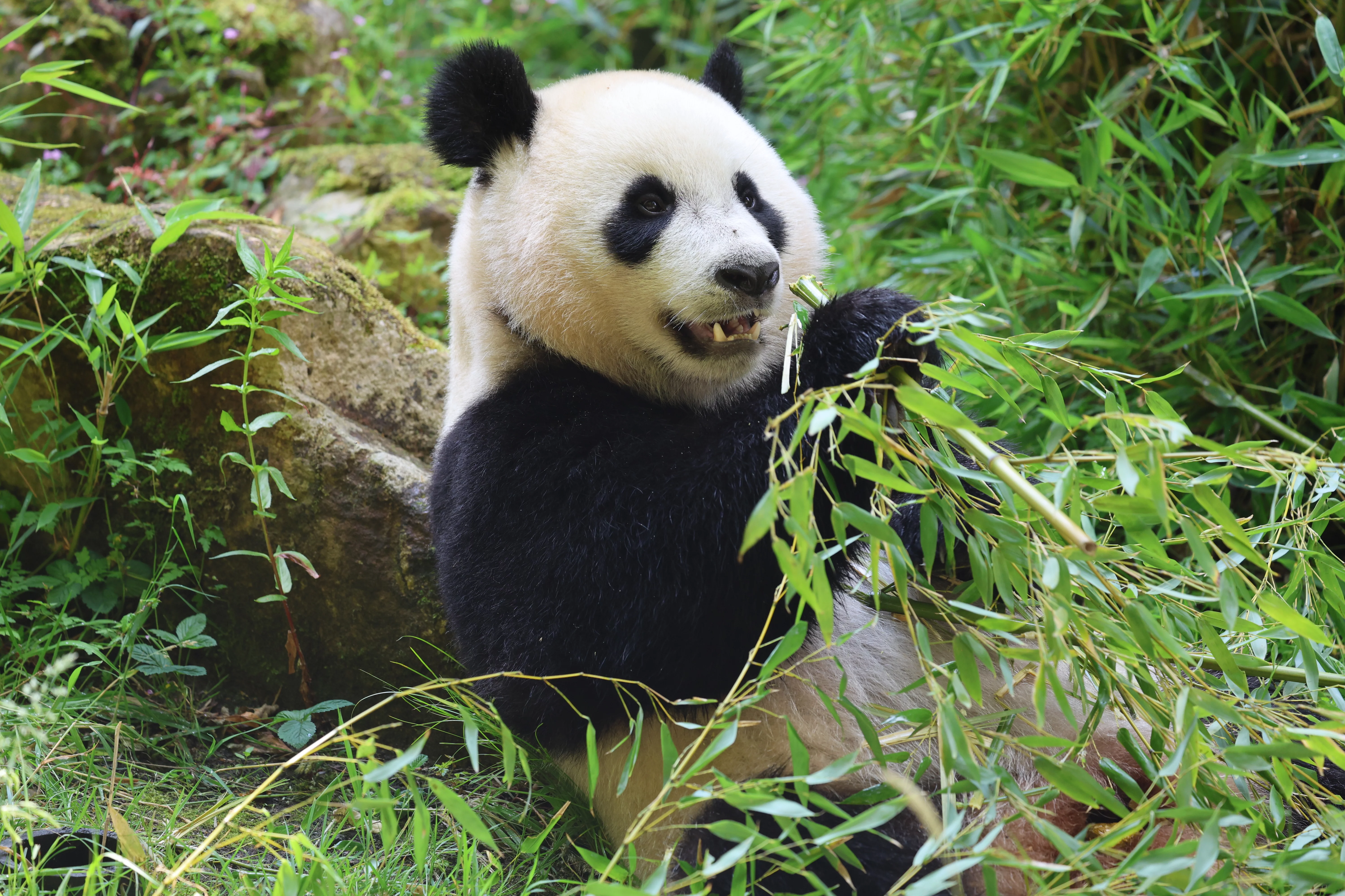 Ouwehands Dierenpark Rhenen