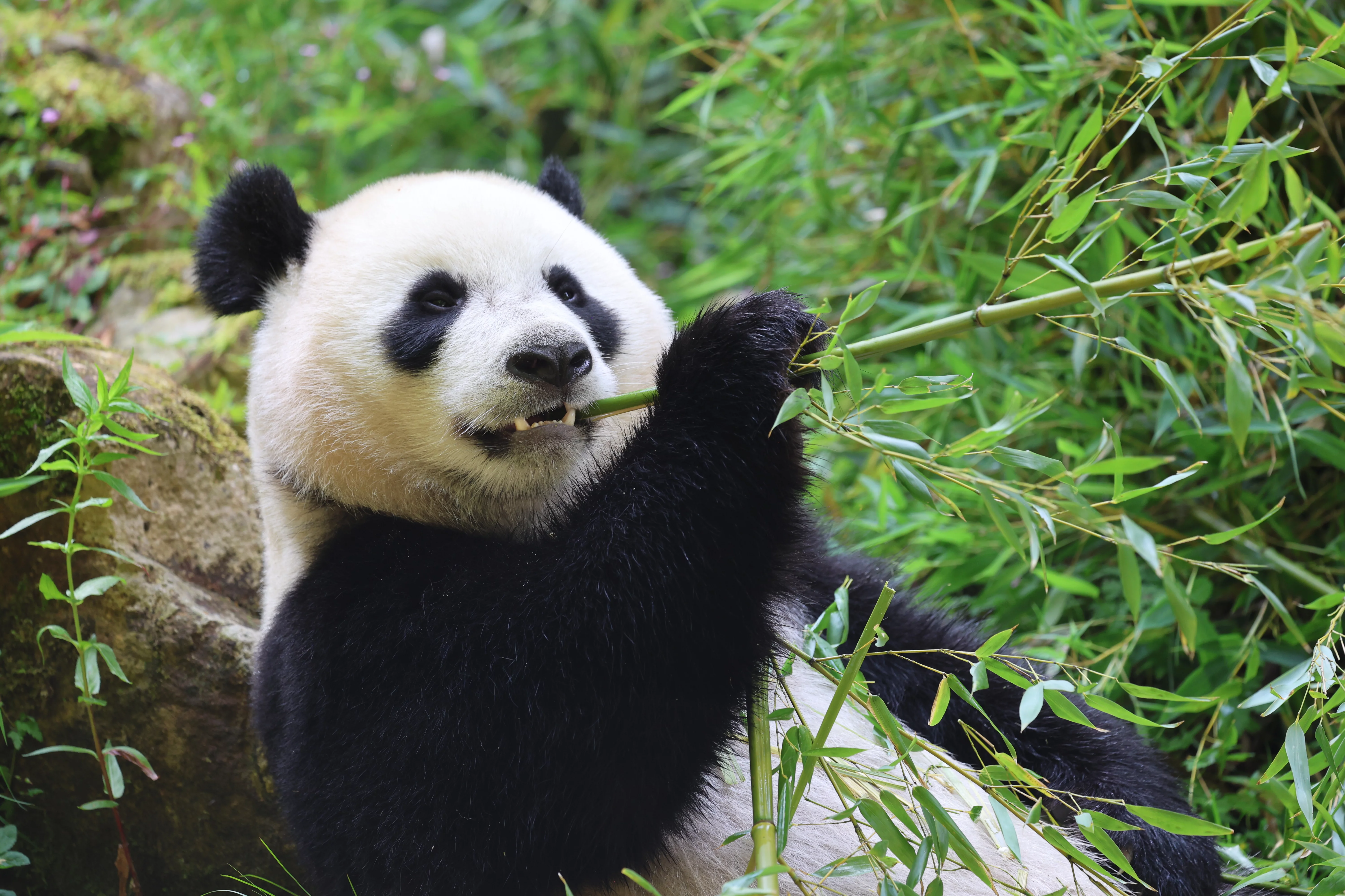 Ouwehands Dierenpark Rhenen