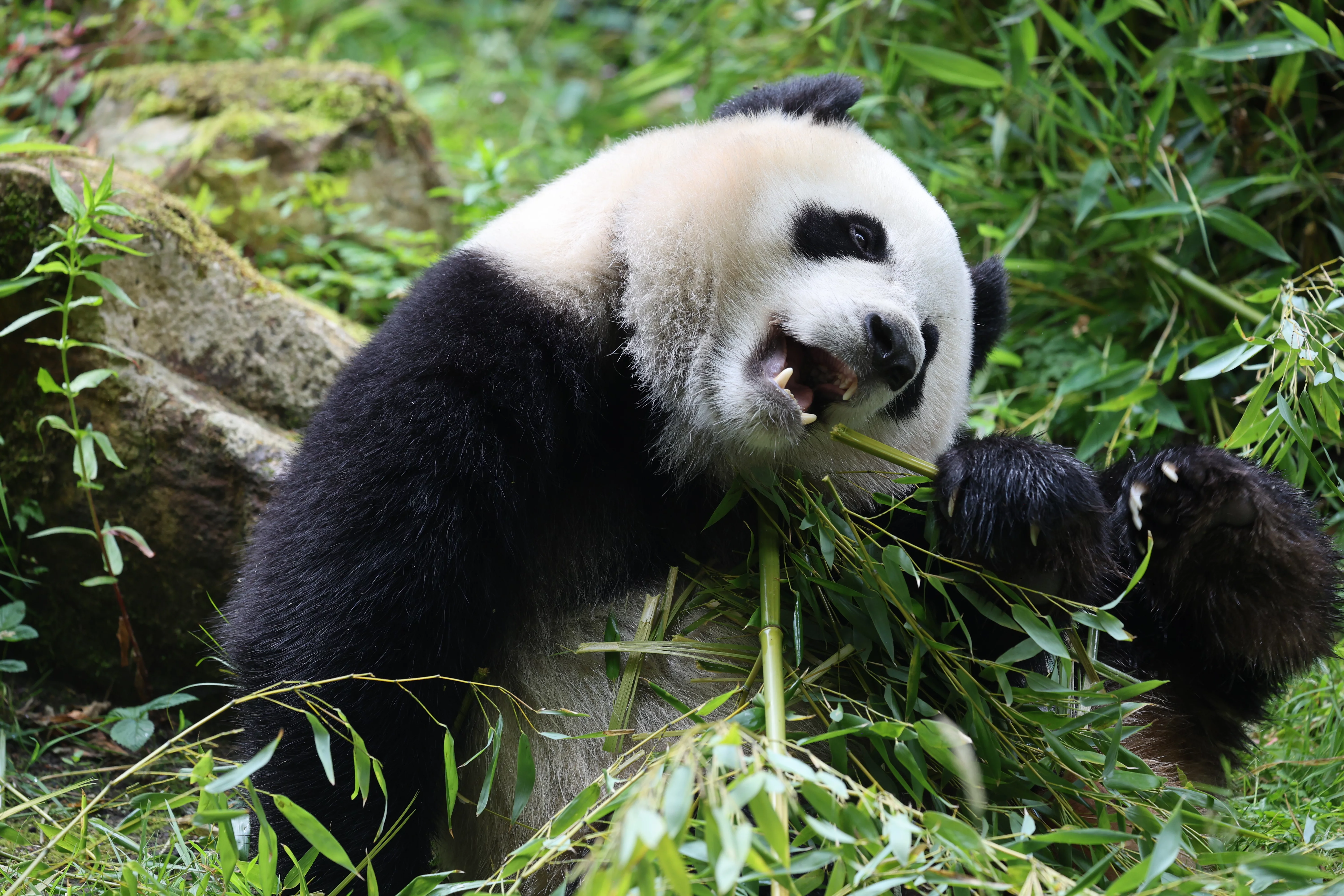 Ouwehands Dierenpark Rhenen