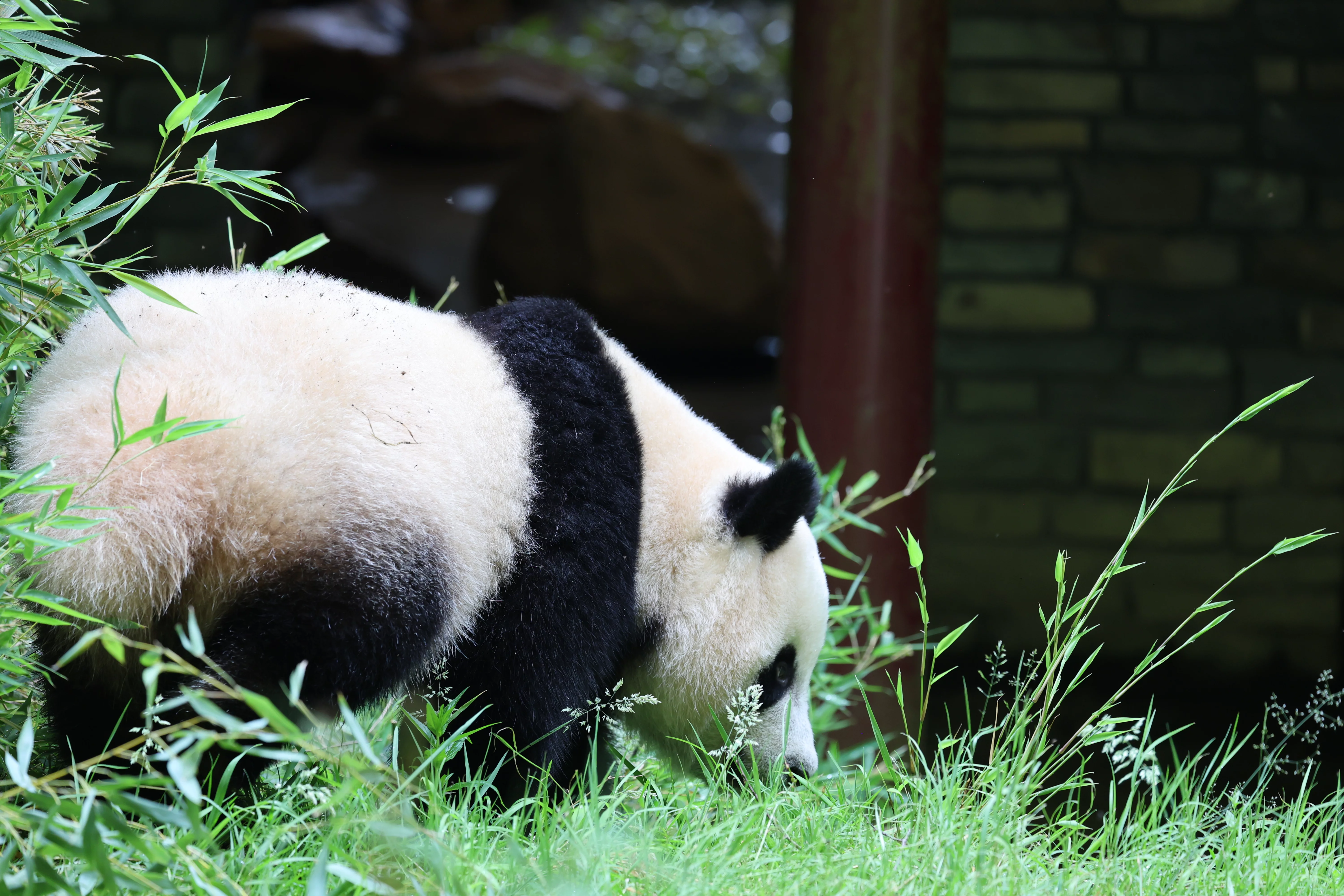 Ouwehands Dierenpark Rhenen