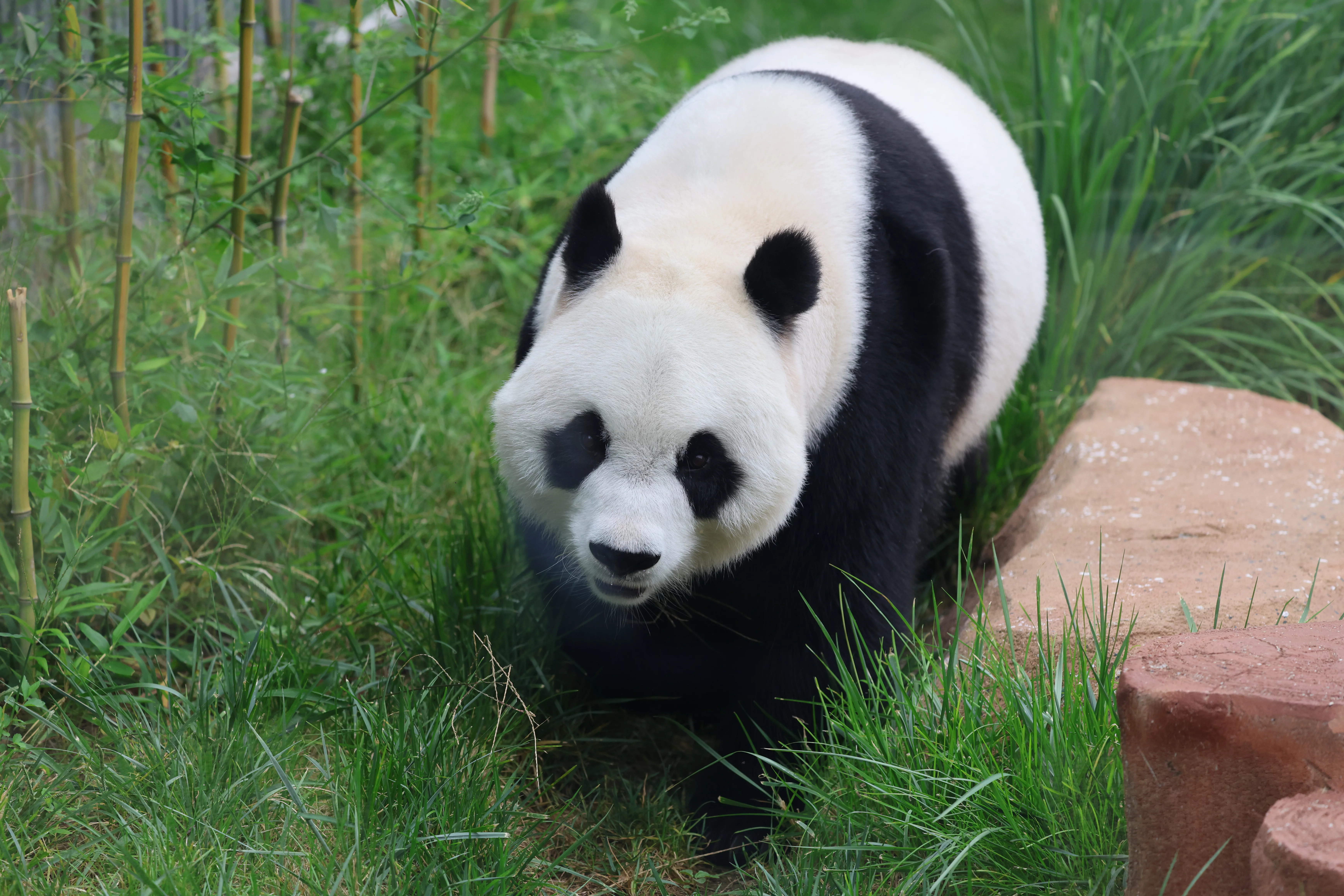Beijing Zoo