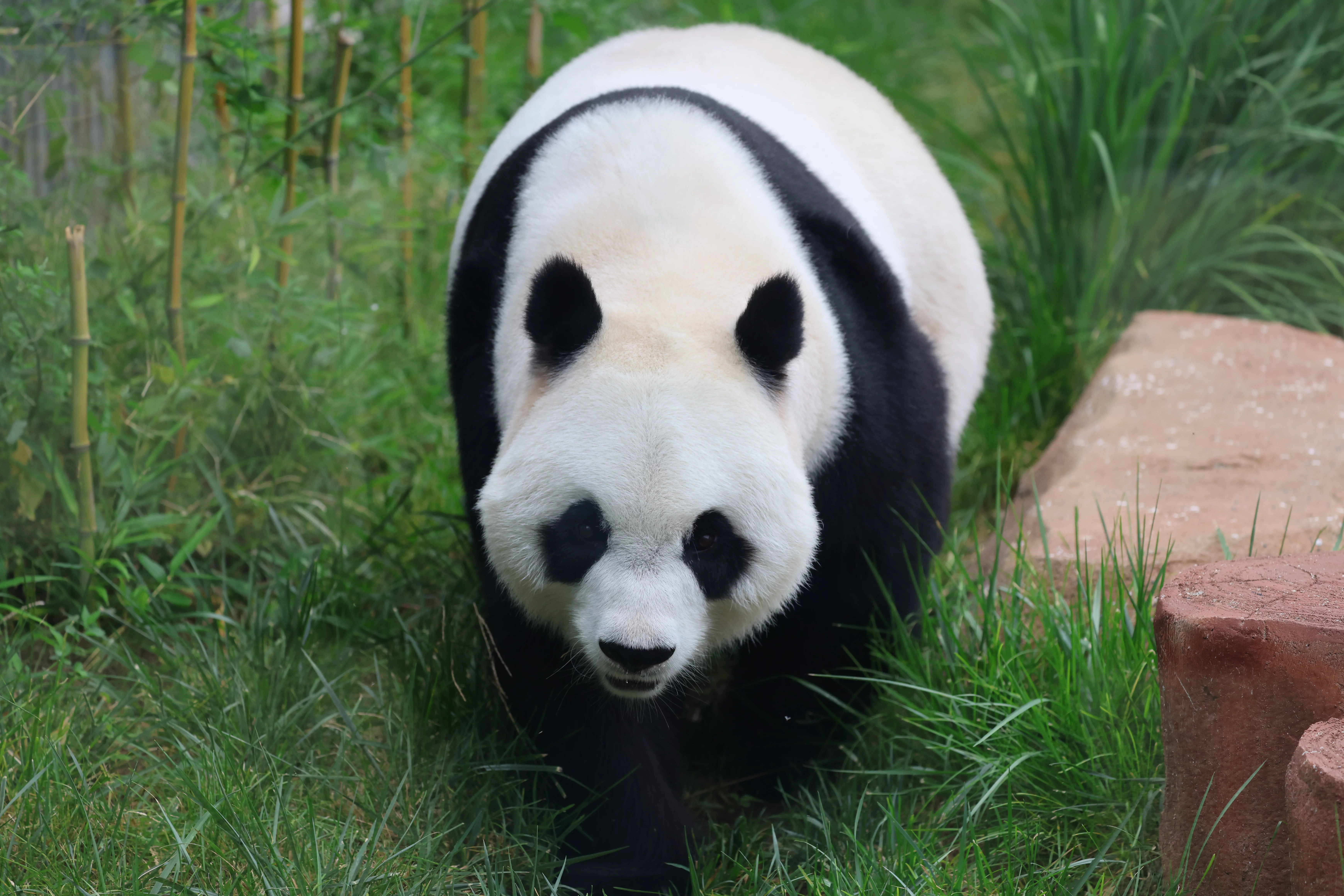 Beijing Zoo