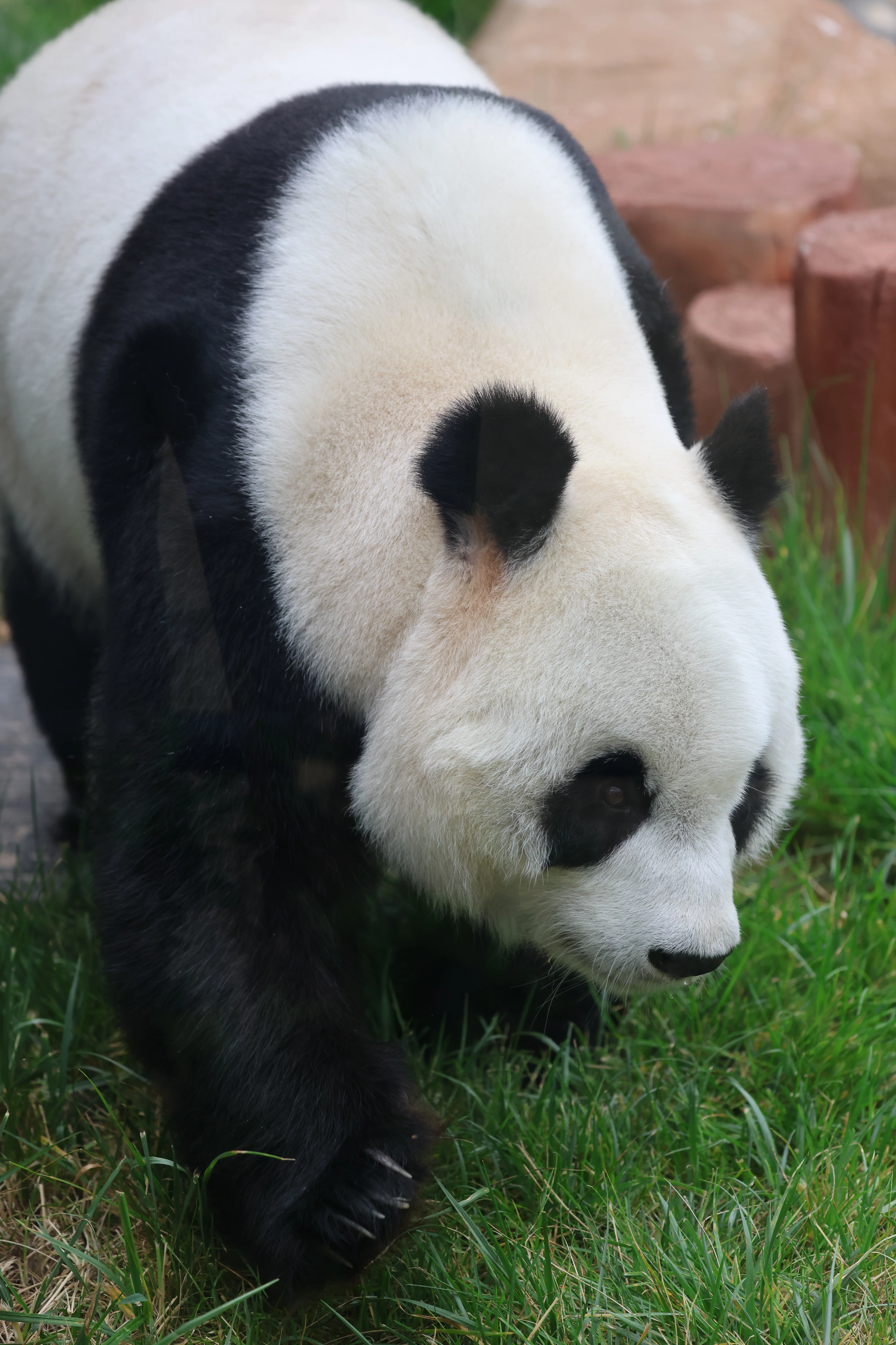 Beijing Zoo