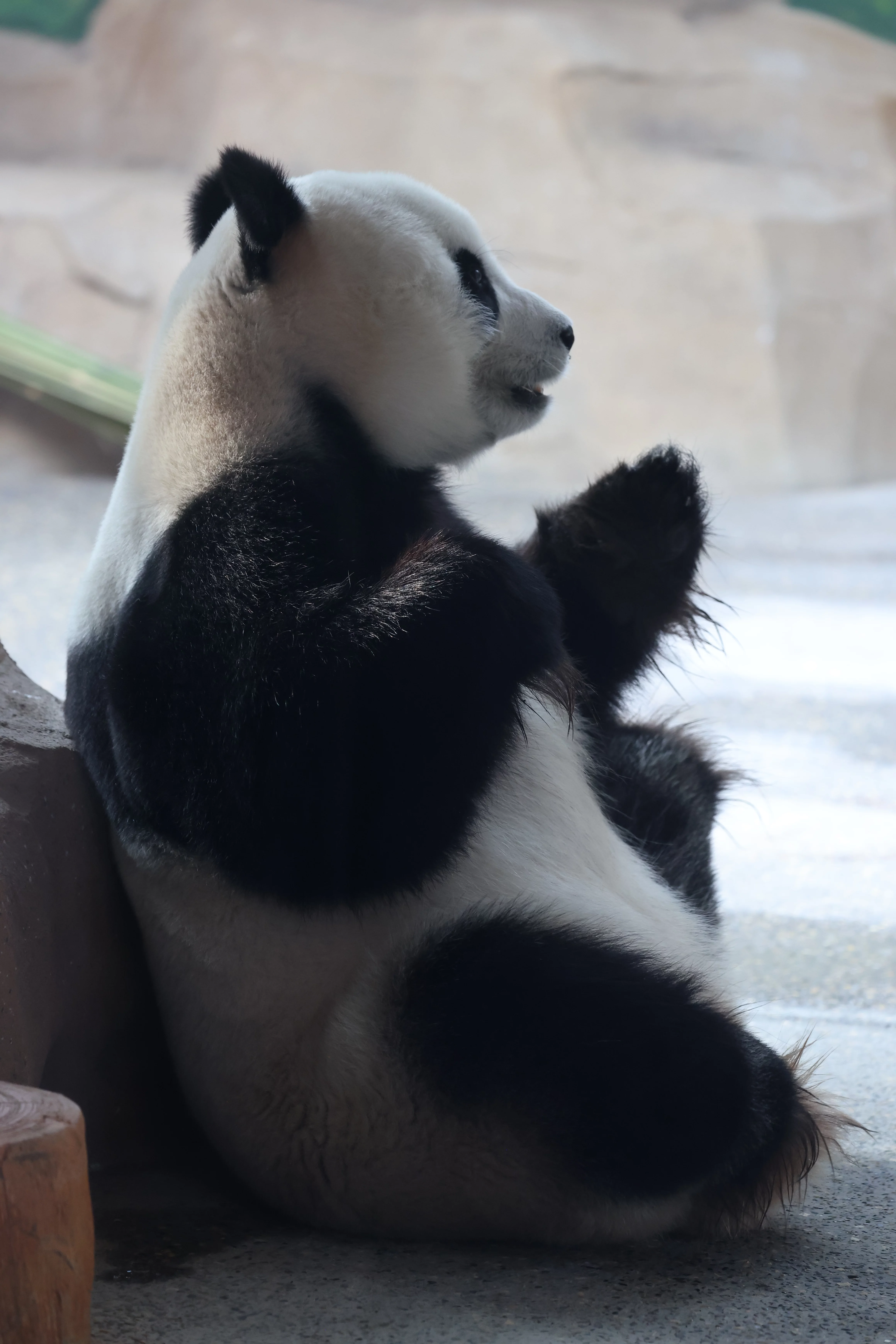 Beijing Zoo