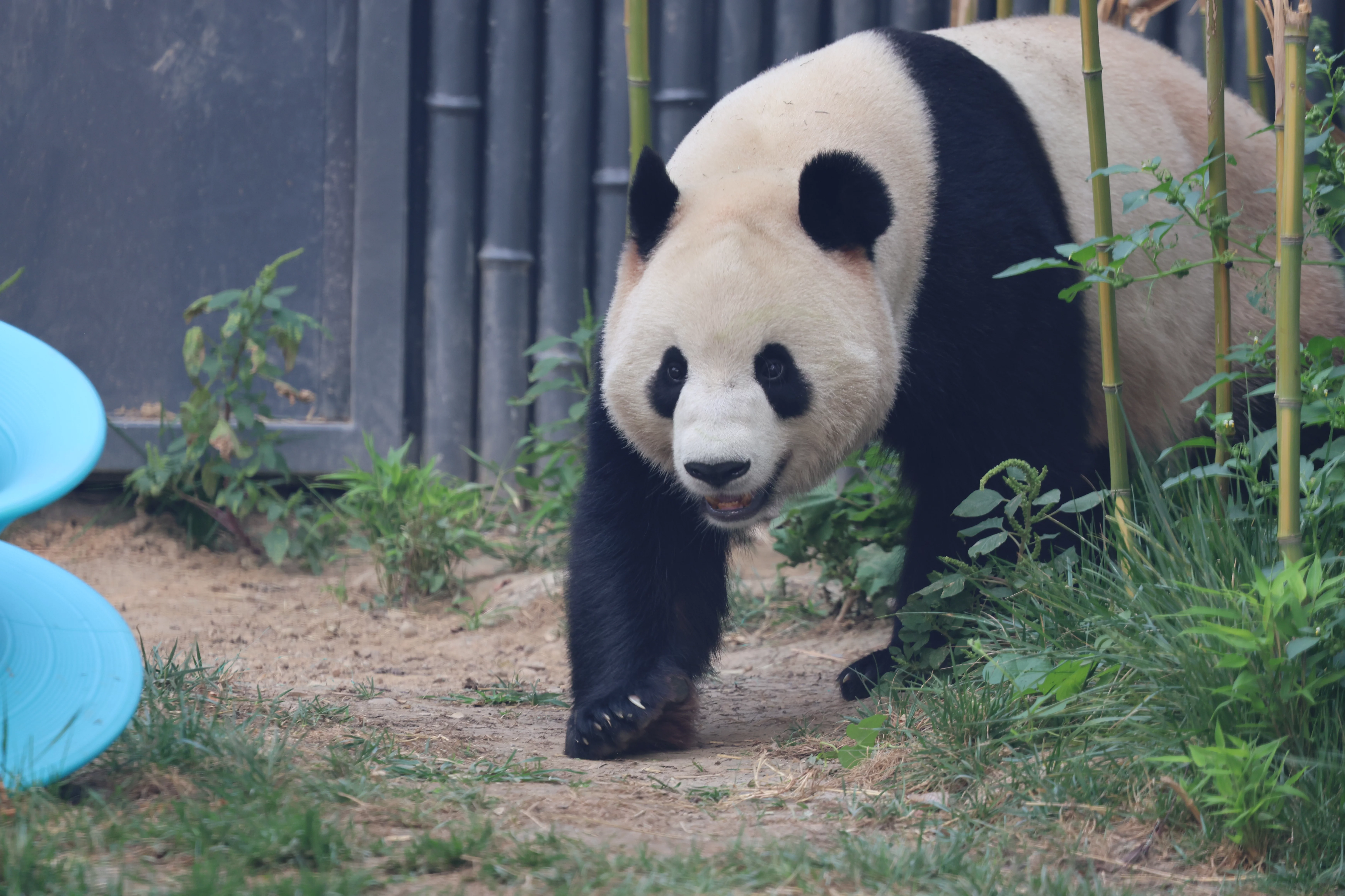 Beijing Zoo