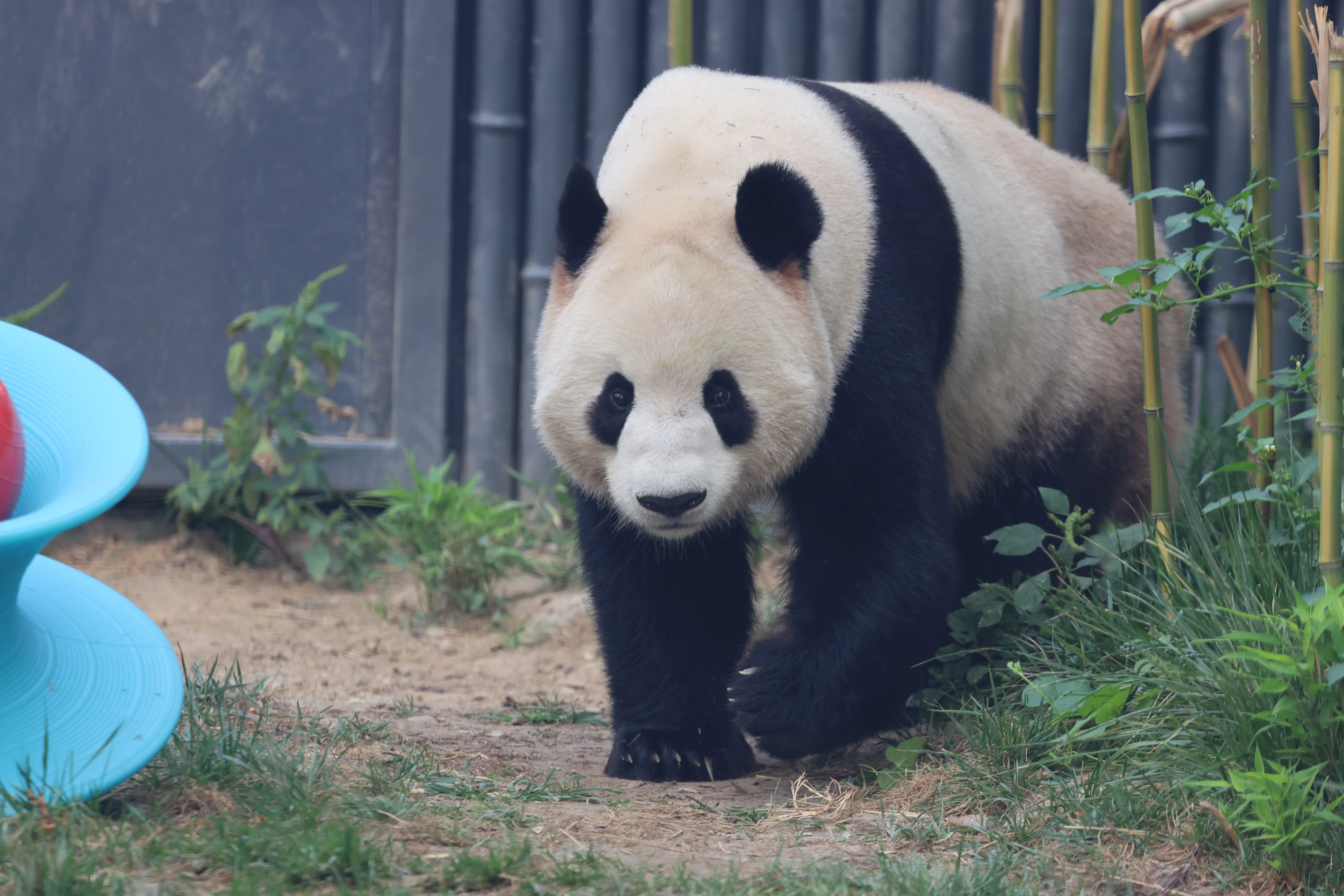 Beijing Zoo